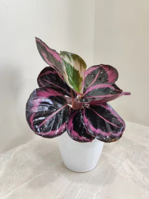 Calathea Red Wine Plant