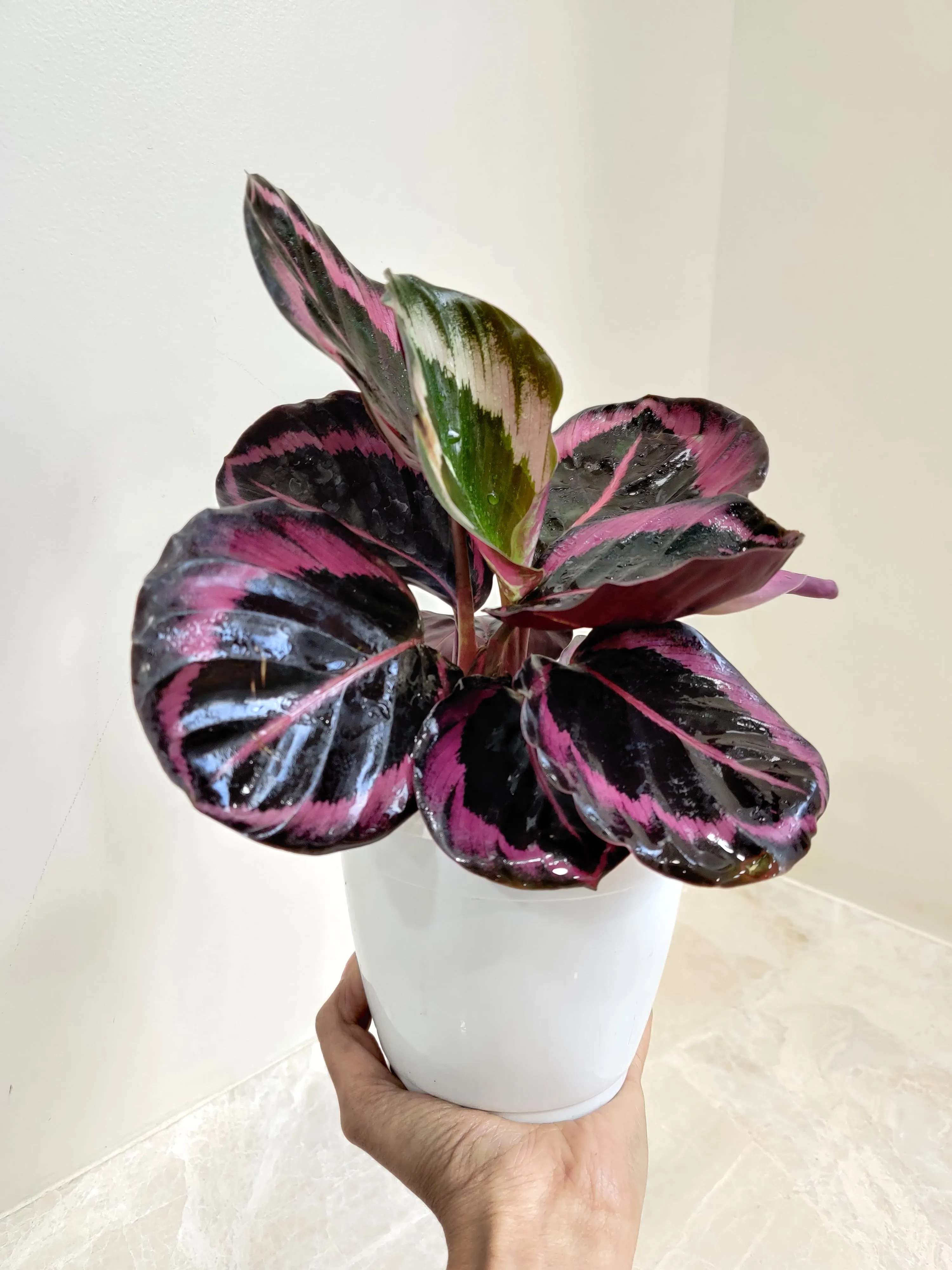 Calathea Red Wine Plant