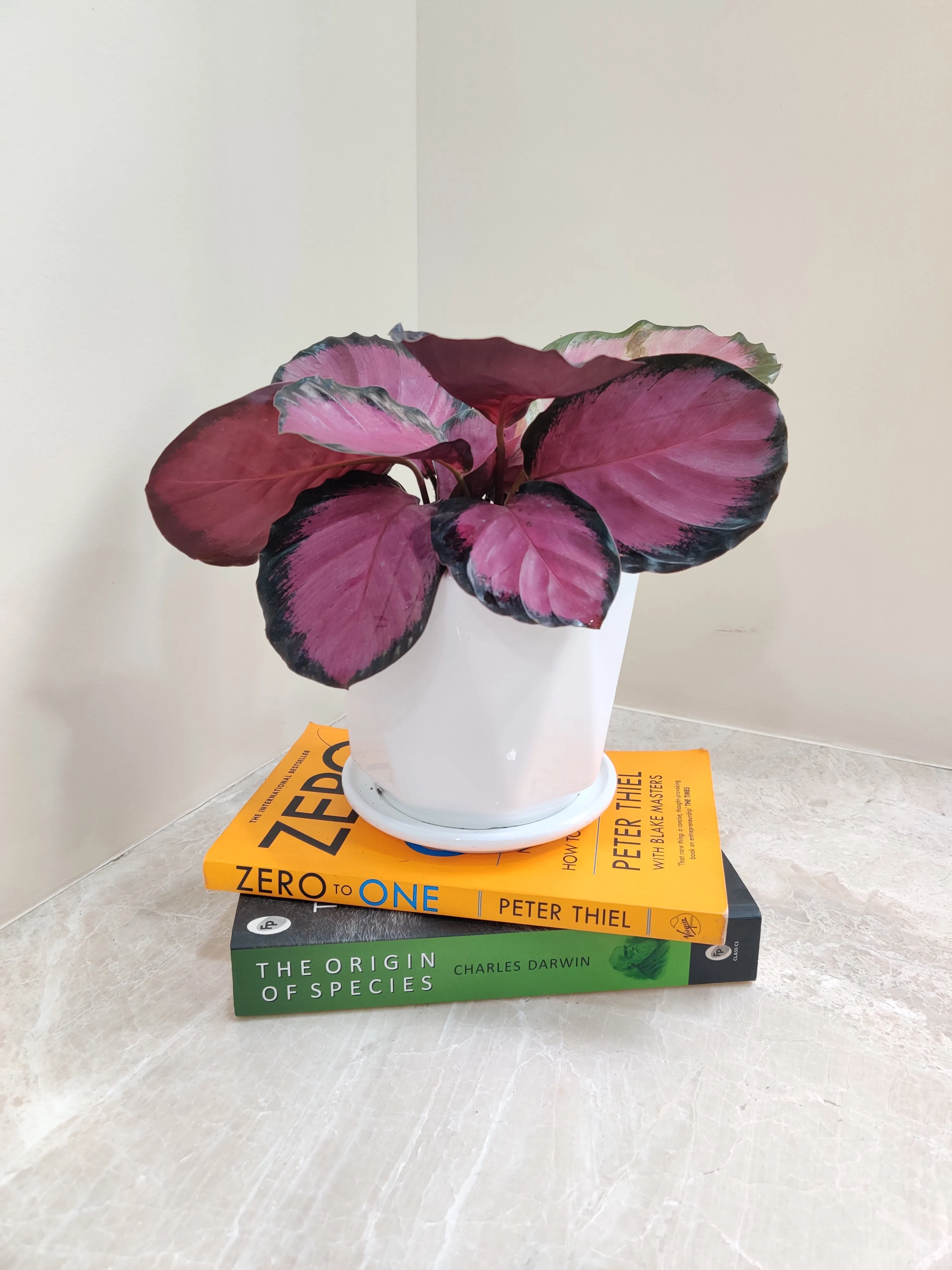 Calathea Roseopicta Crimson Plant - Ideal Corporate Gift