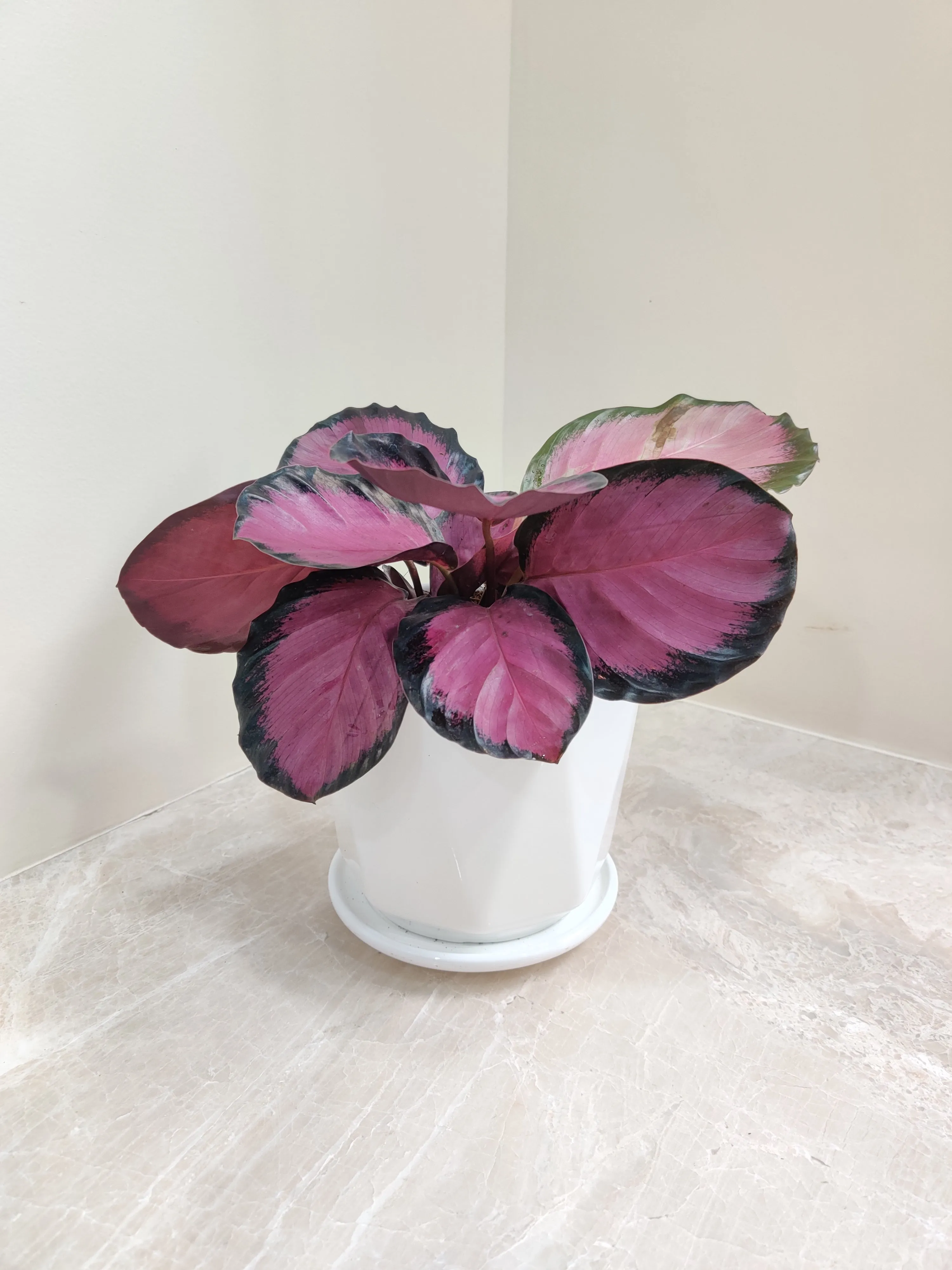 Calathea Roseopicta Crimson Plant - Ideal Corporate Gift