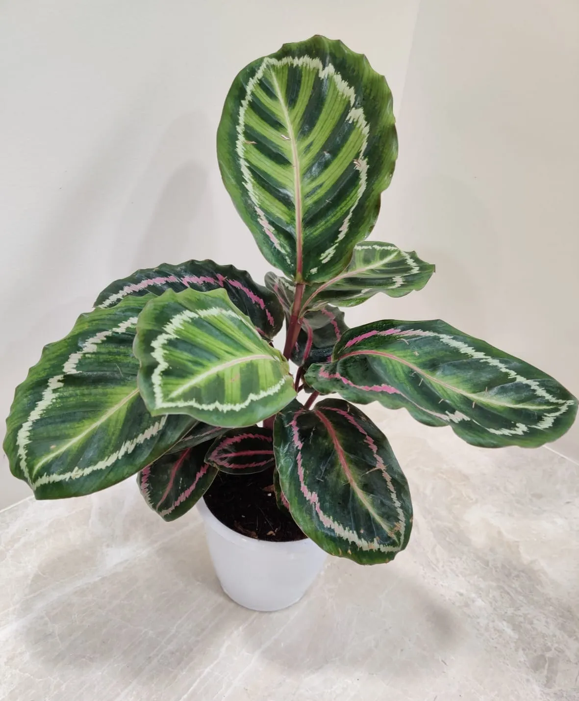 Calathea Roseopicta Illustris Plant