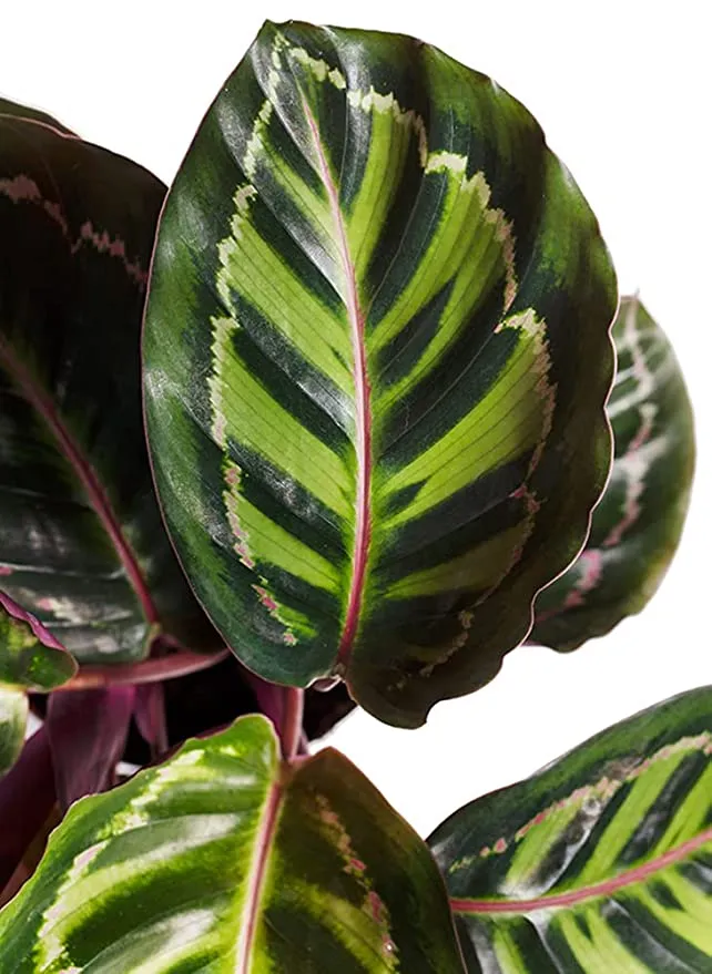 Calathea Roseopicta Illustris Plant