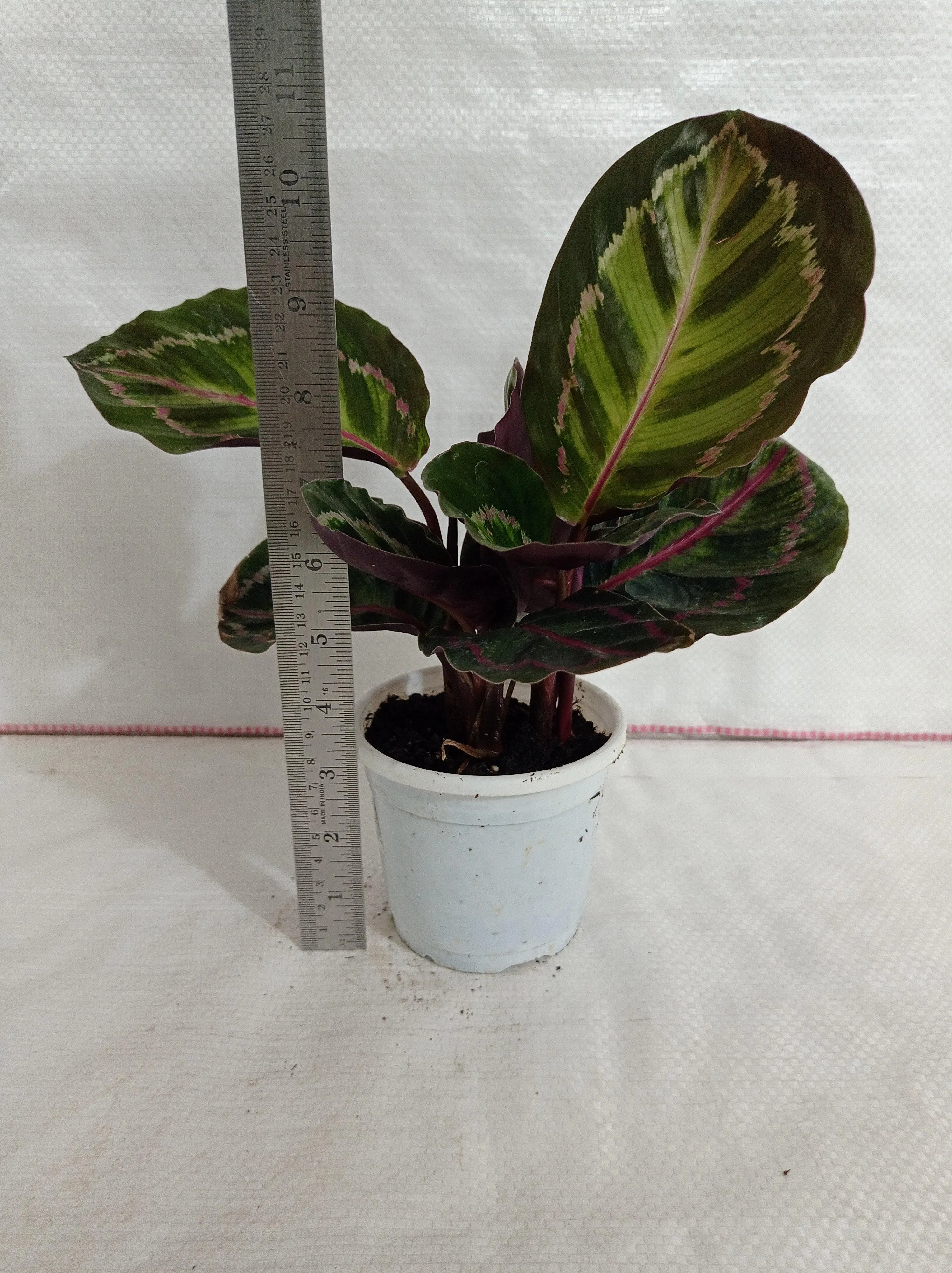 Calathea Roseopicta Illustris Plant