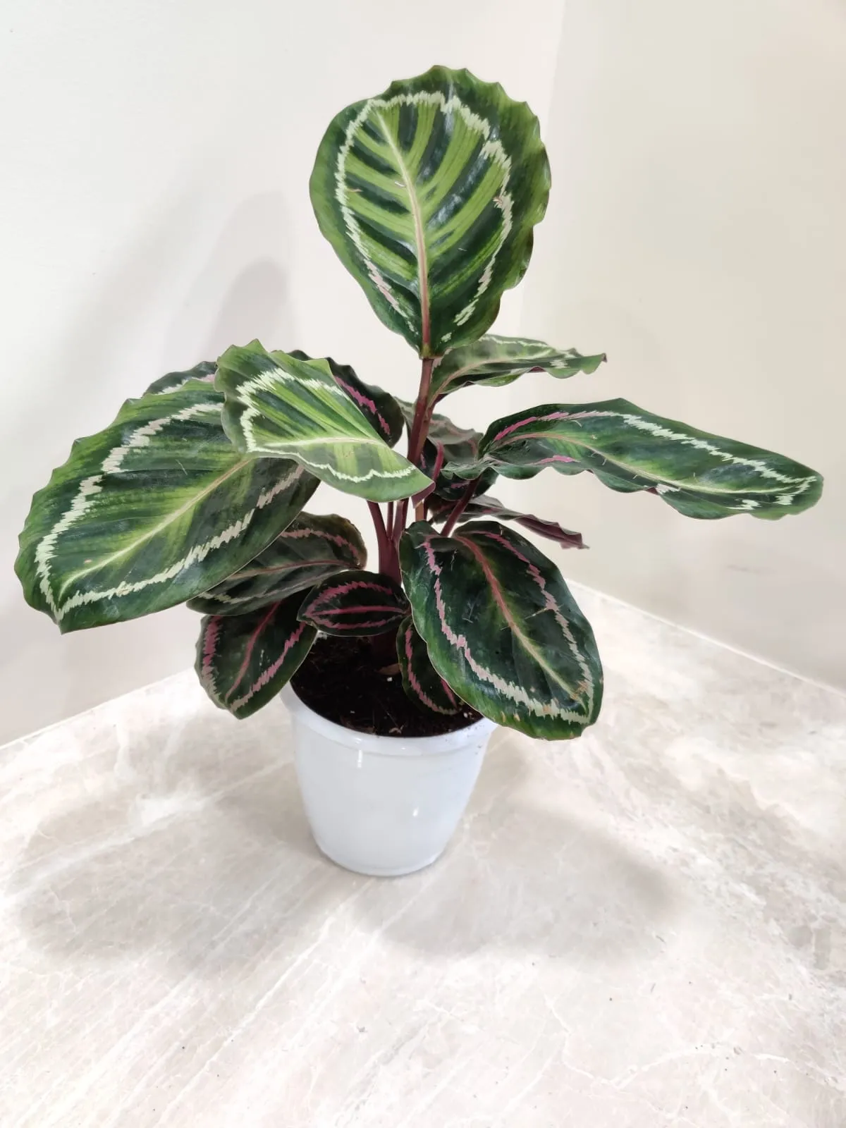 Calathea Roseopicta Illustris Plant