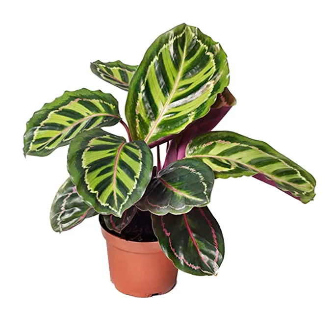 Calathea Roseopicta Illustris Plant