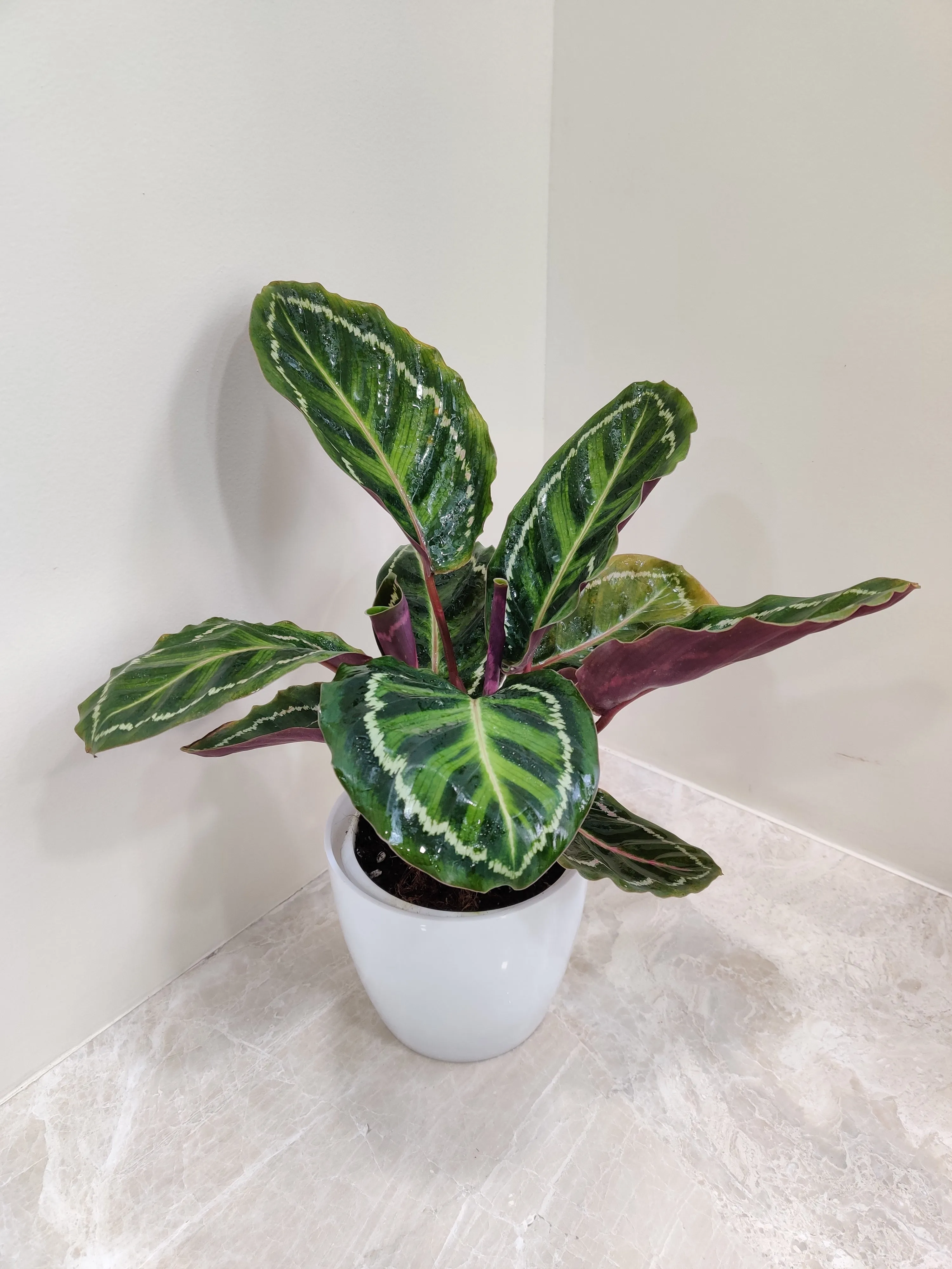 Calathea Roseopicta Illustris Plant