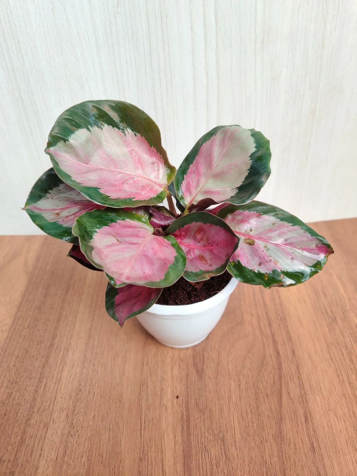 Calathea Roseopicta Rosy Small Plant