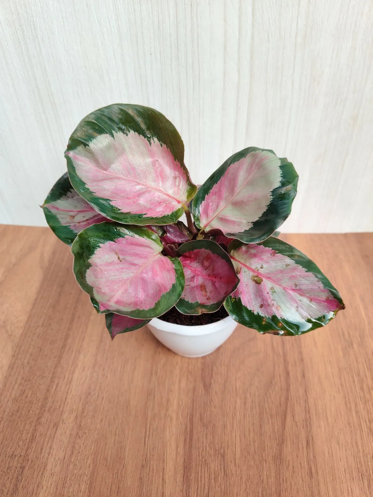 Calathea Roseopicta Rosy Small Plant