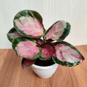 Calathea Roseopicta Rosy Small Plant