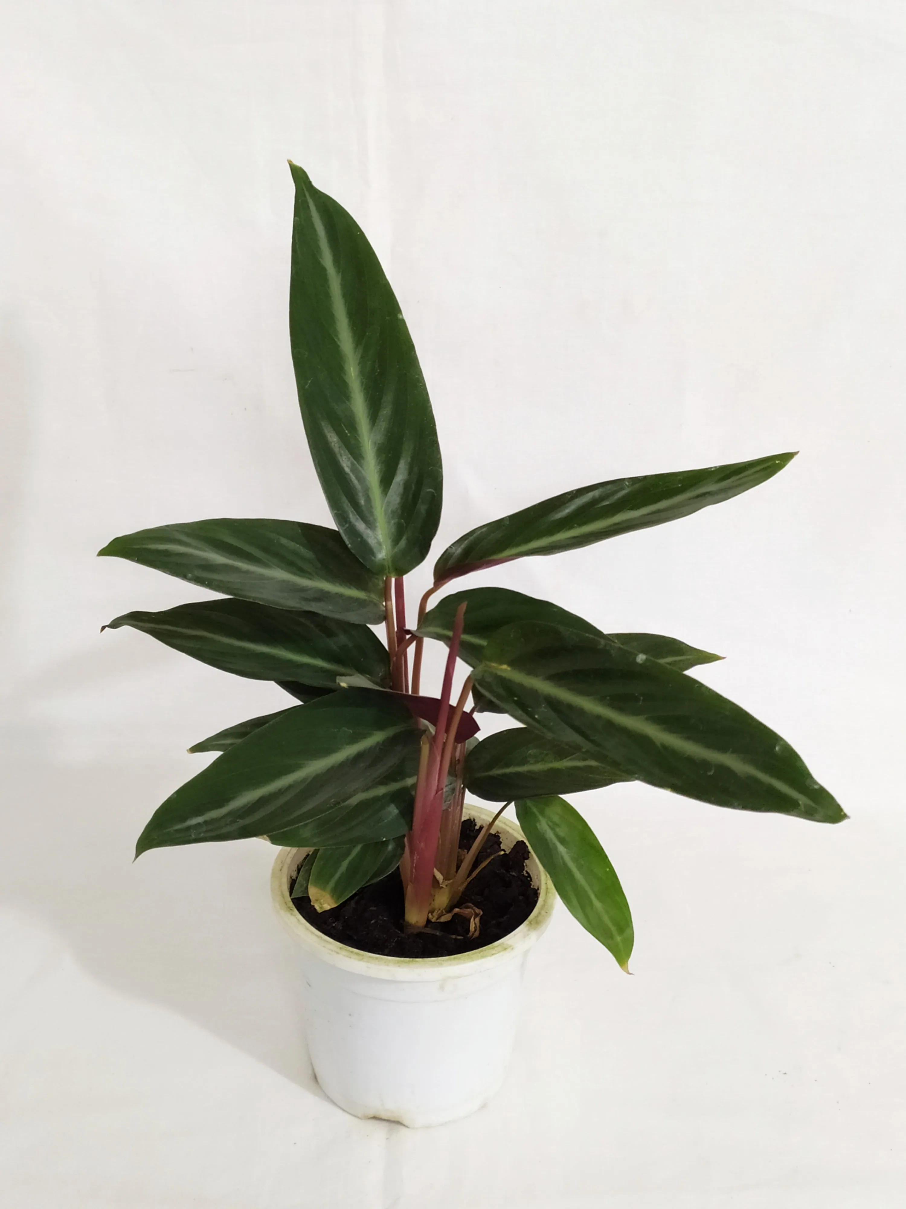 Calathea Stromanthe Sanguinea Live plant