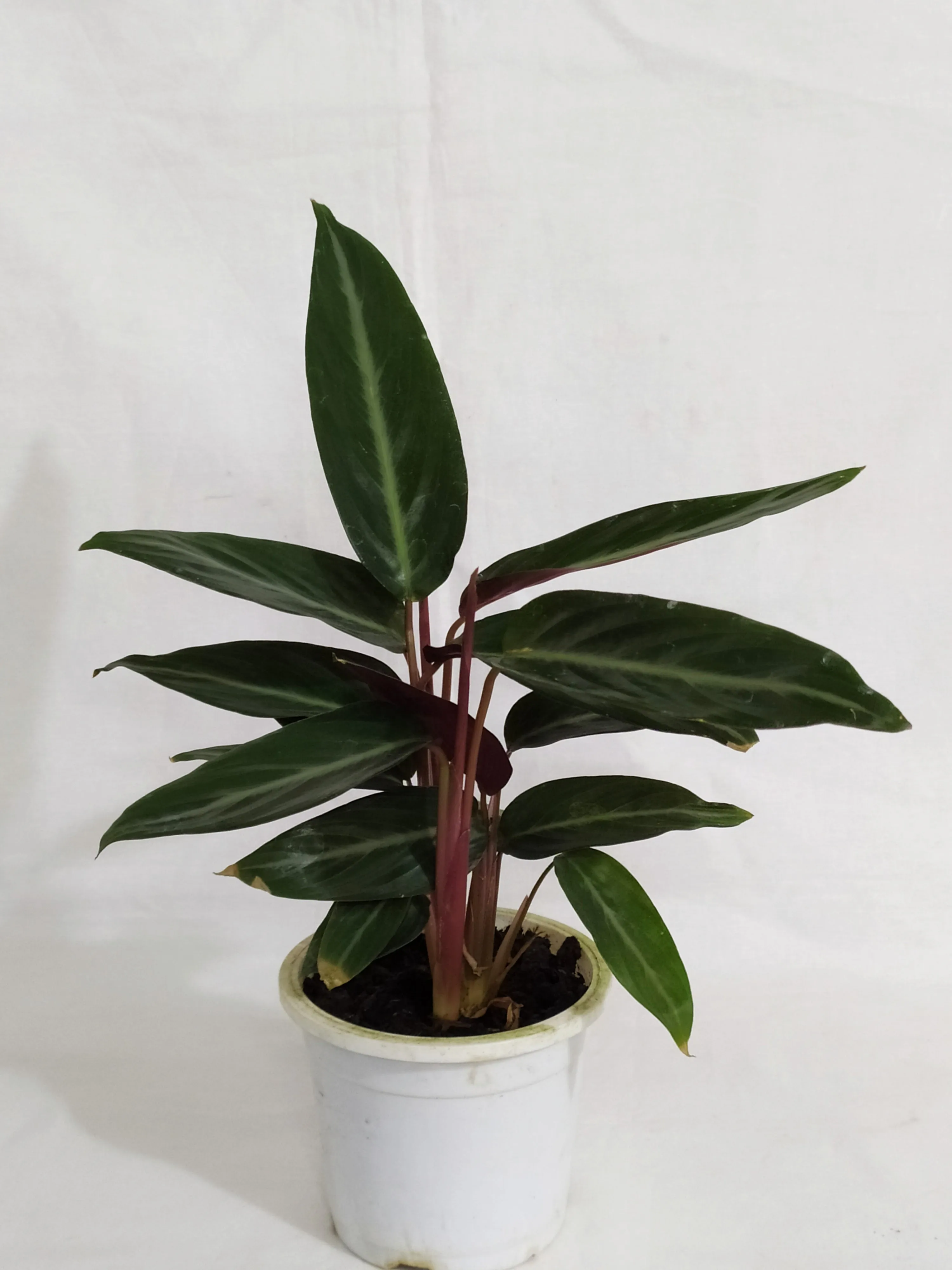 Calathea Stromanthe Sanguinea Live plant