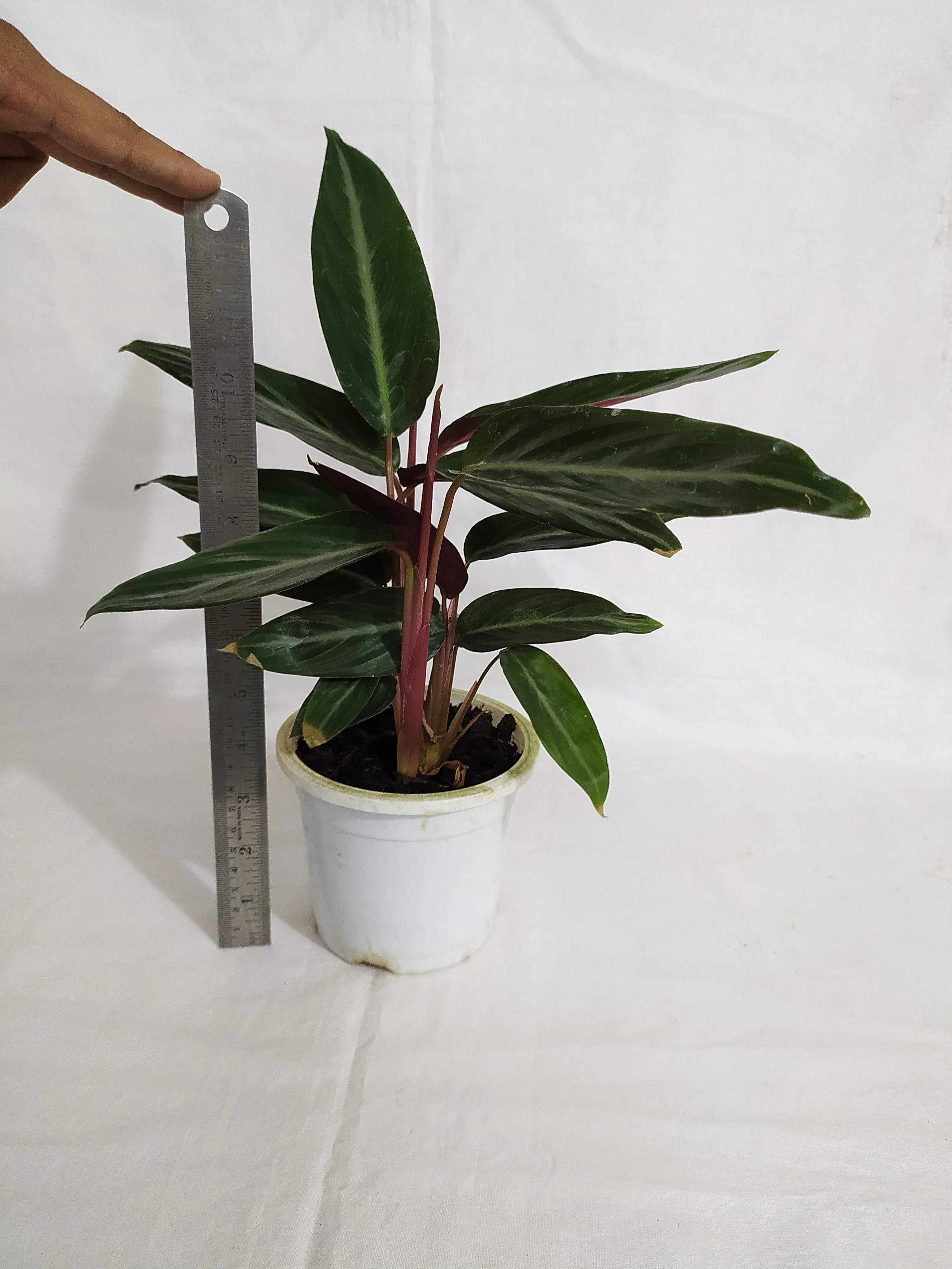 Calathea Stromanthe Sanguinea Live plant