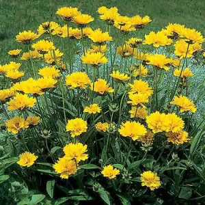 Coreopsis 'Early Sunrise'