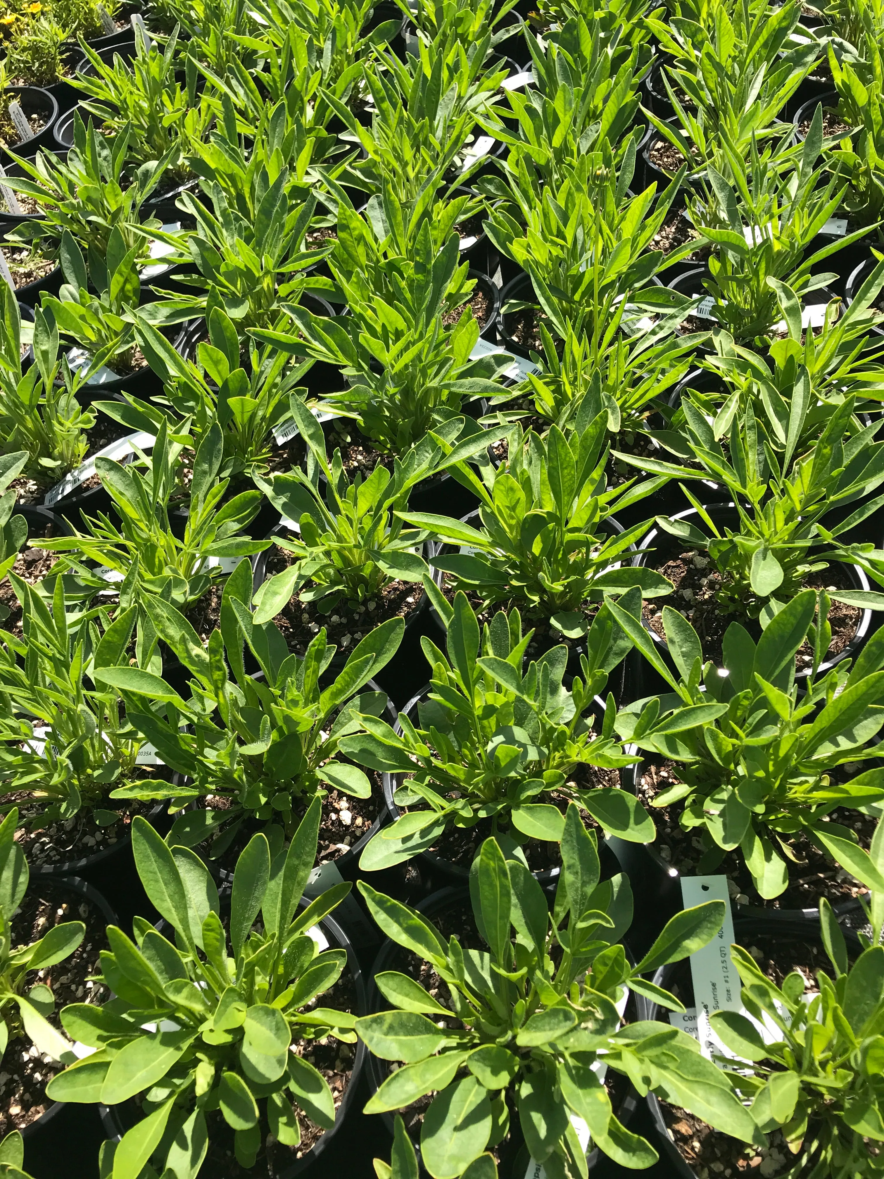 Coreopsis 'Early Sunrise'