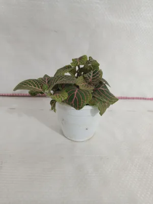 Fittonia Pink-Green Color Plant