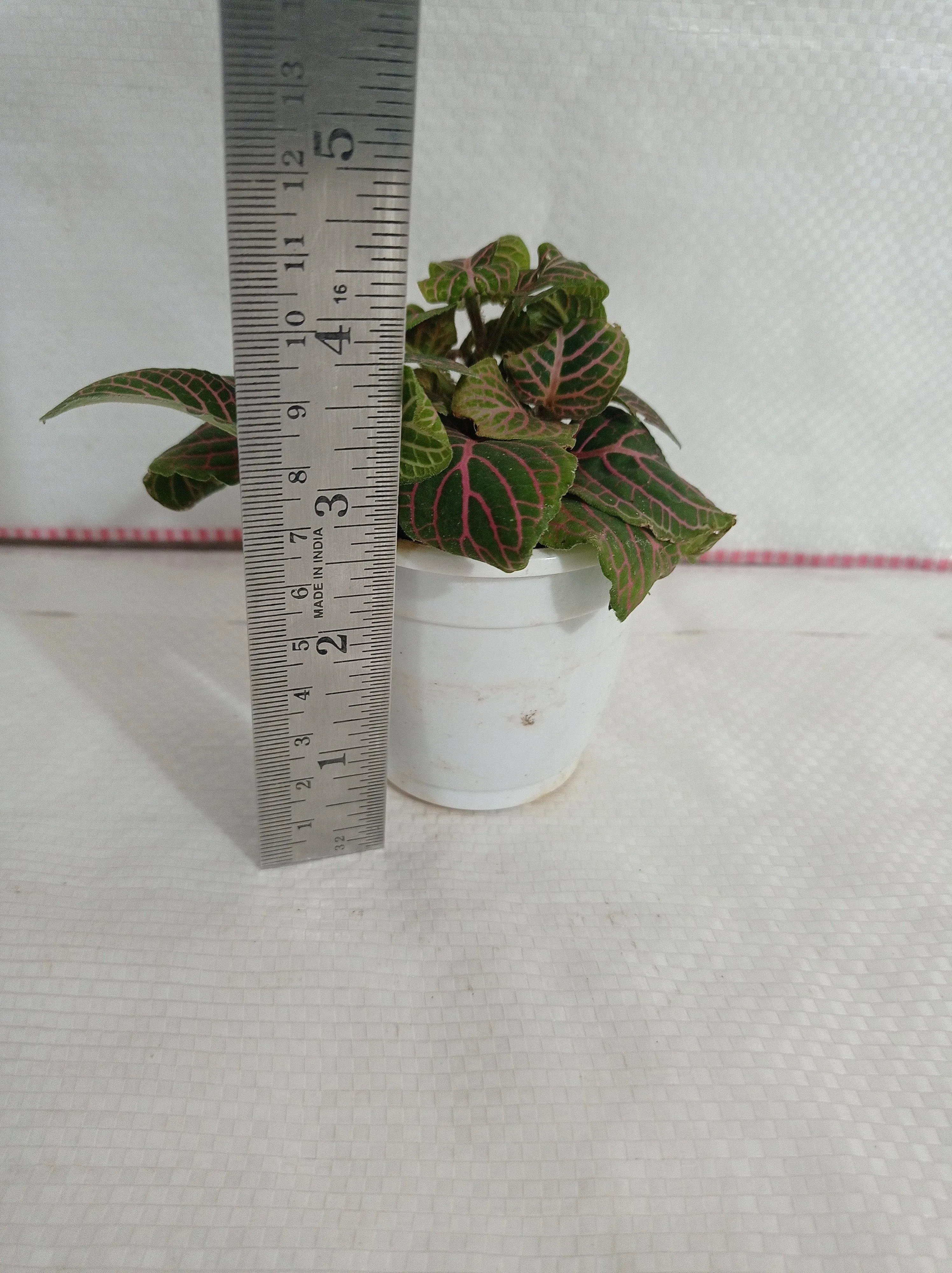 Fittonia Pink-Green Color Plant