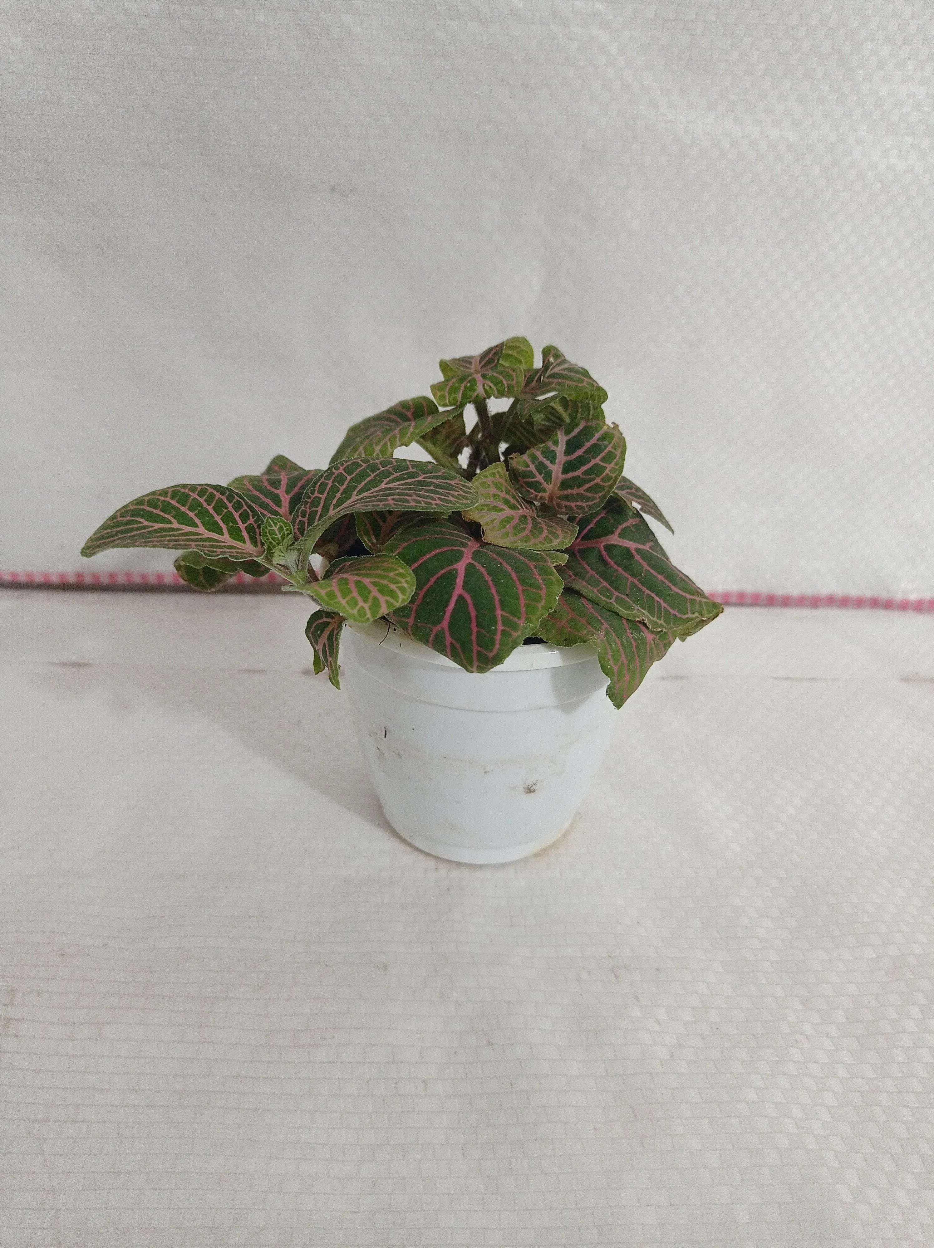 Fittonia Pink-Green Color Plant