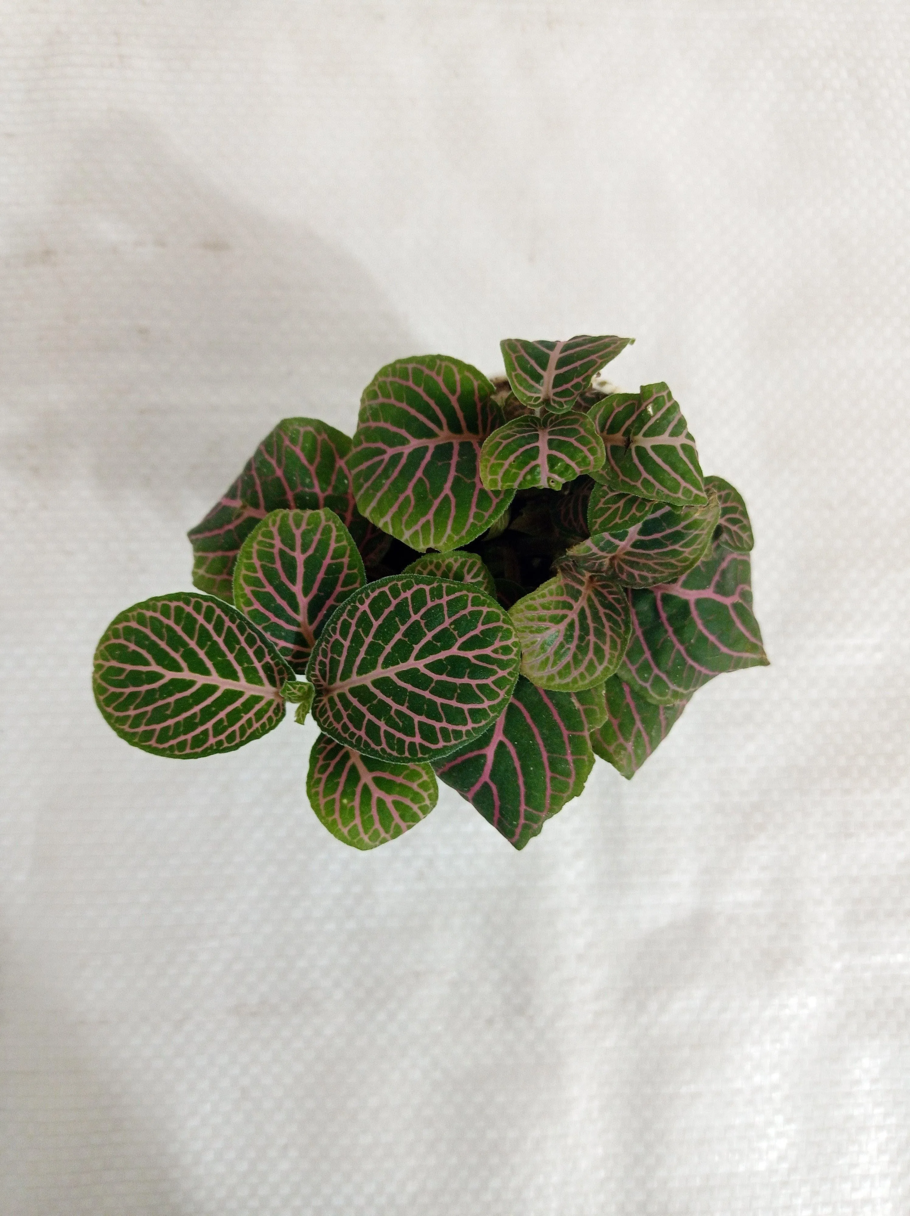 Fittonia Pink-Green Color Plant