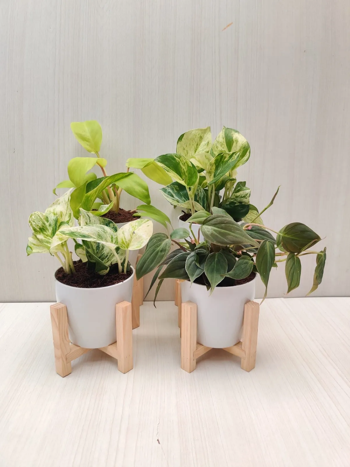 Fresh Air Combo: Indoor Plants Combo for Cleaner Home & Office