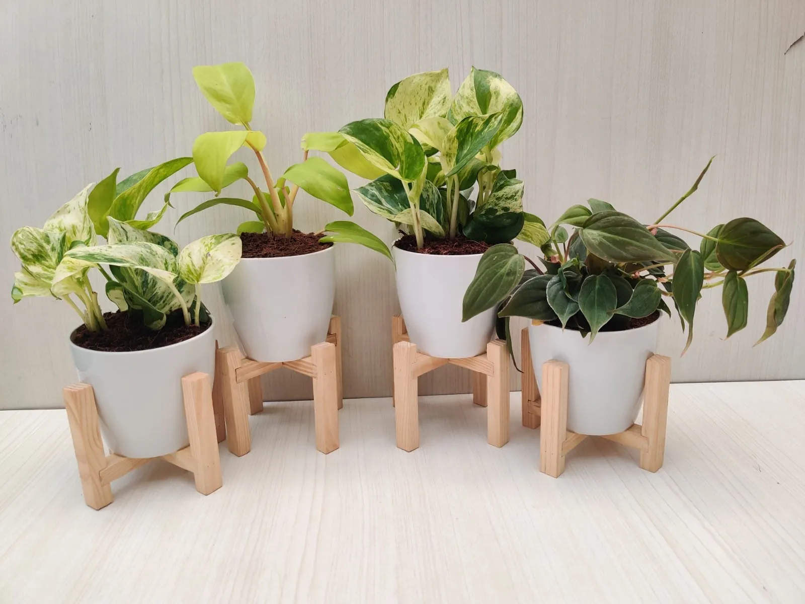 Fresh Air Combo: Indoor Plants Combo for Cleaner Home & Office