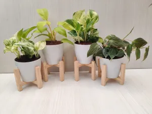 Fresh Air Combo: Indoor Plants Combo for Cleaner Home & Office