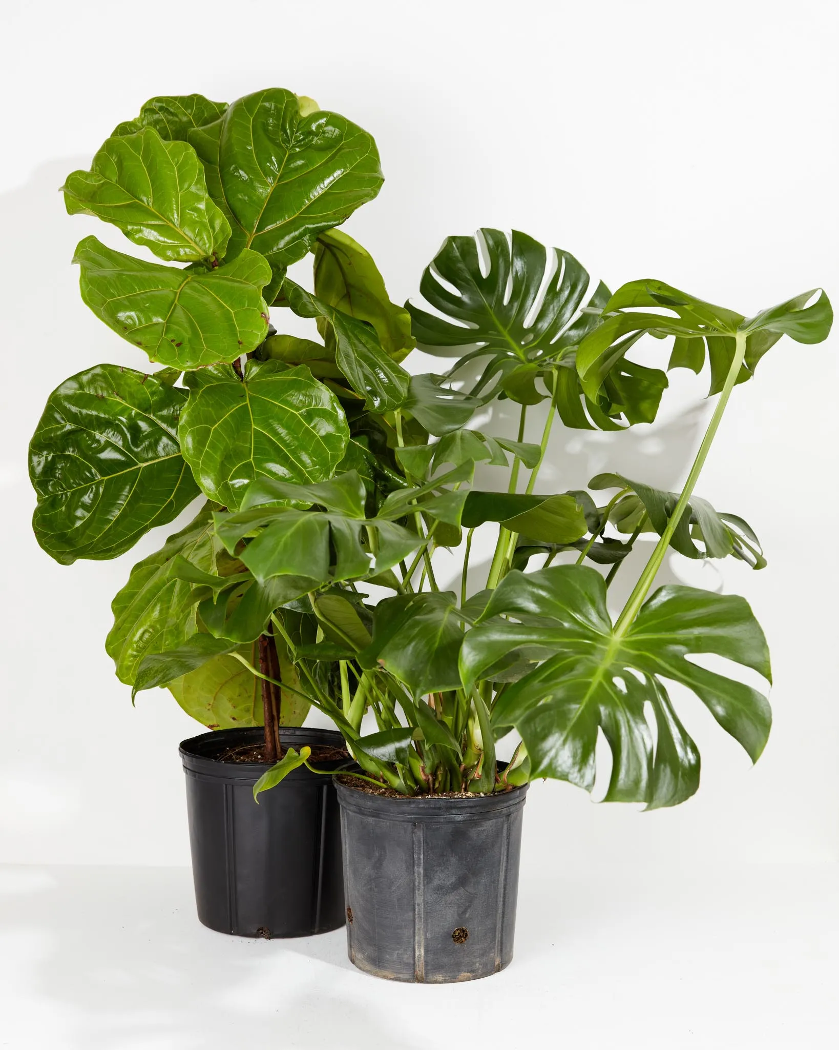 House Plant Heroes Bundle