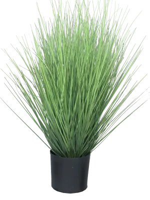 KING FESTUCA GREEN IN POT 60CM