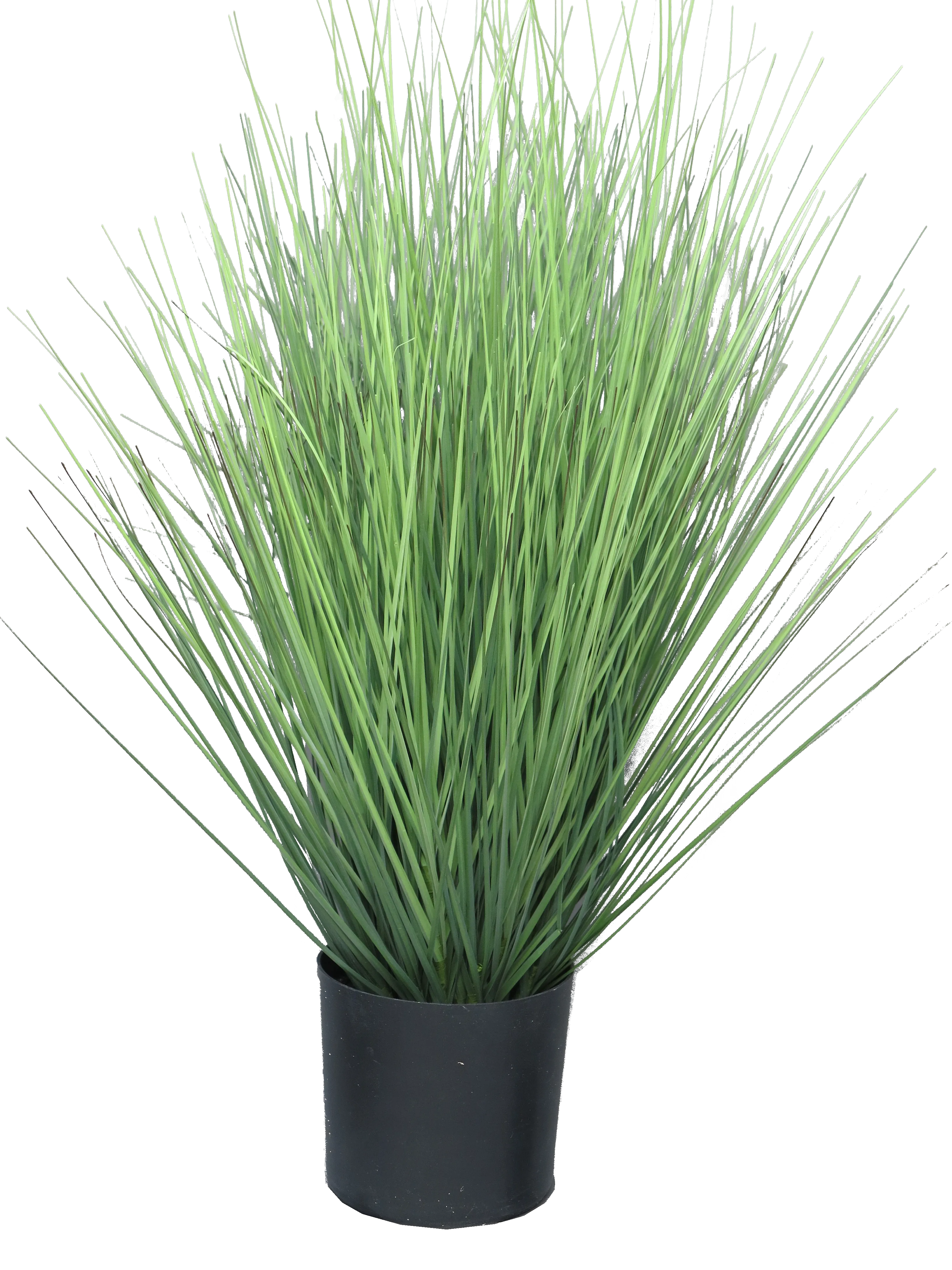 KING FESTUCA GREEN IN POT 60CM