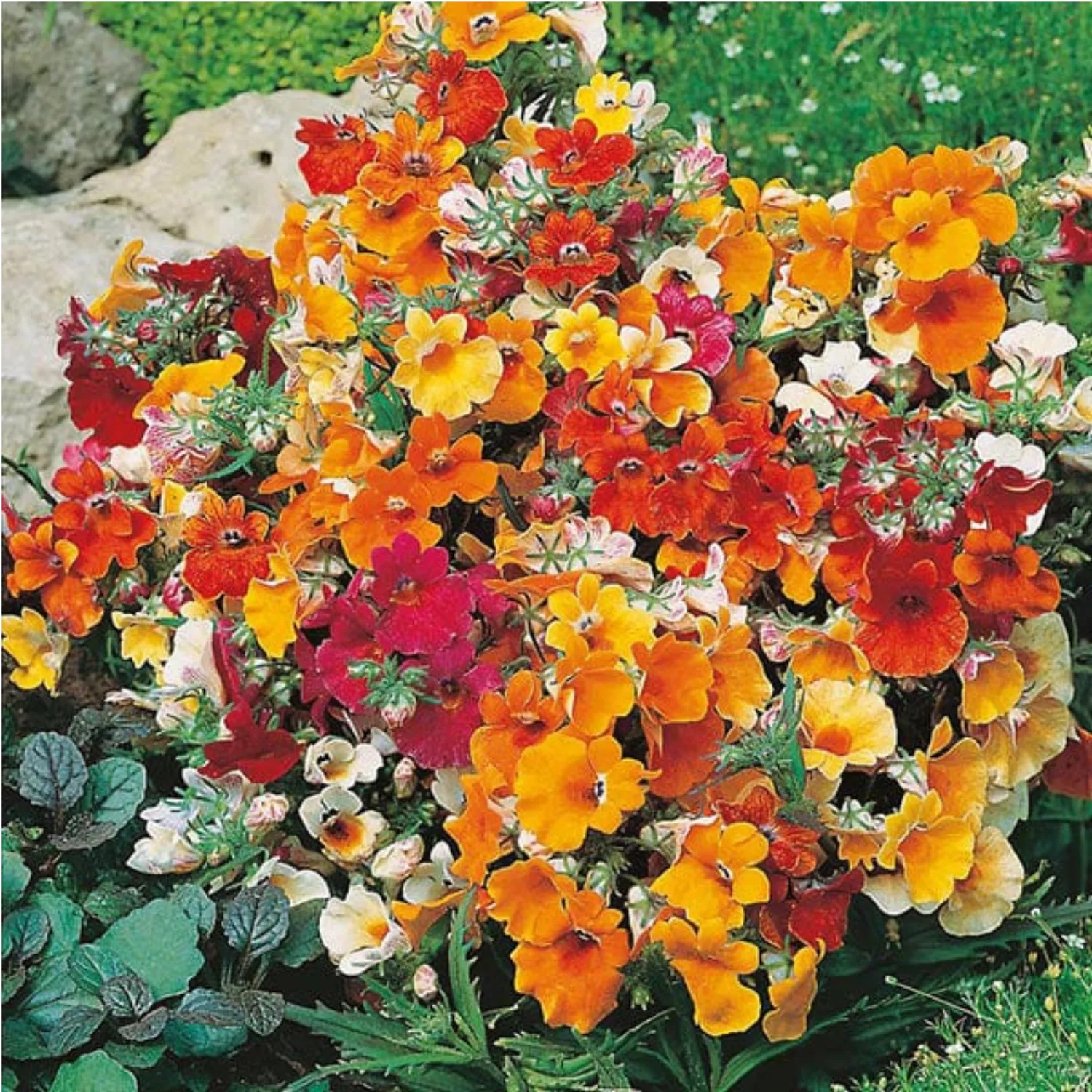 Mr Fothergill's Nemesia Carnival Mixed Seeds