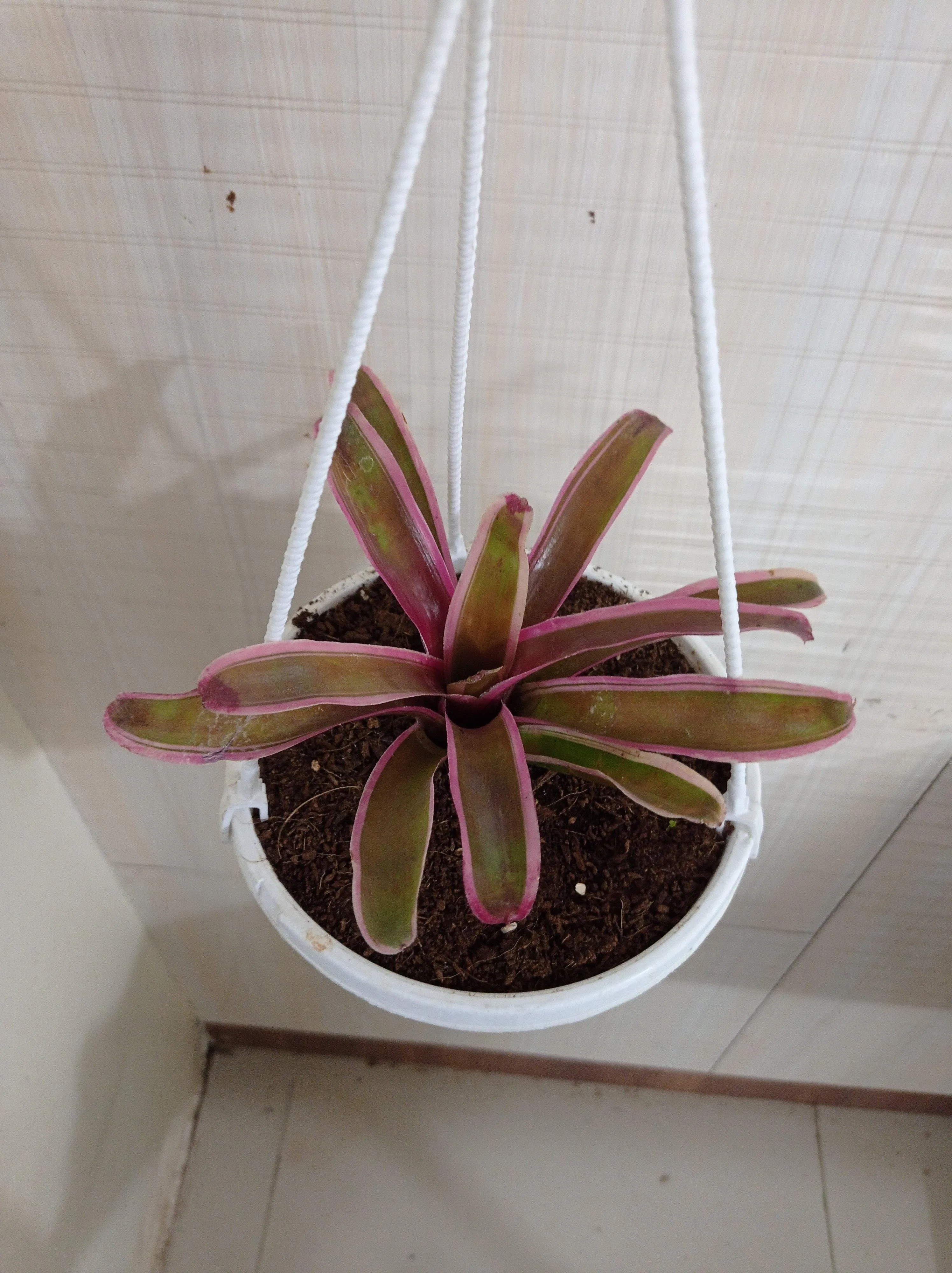 Neoregelia Bromeliad Donger Pink Hanging Plant