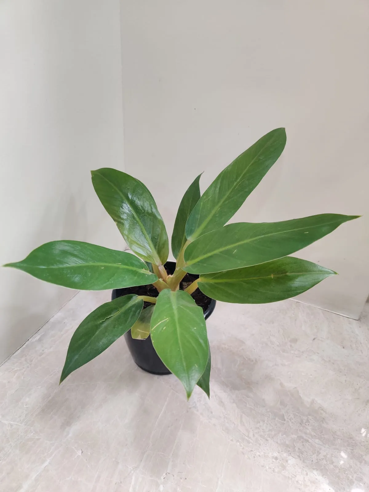 Philodendron Meloni Plant