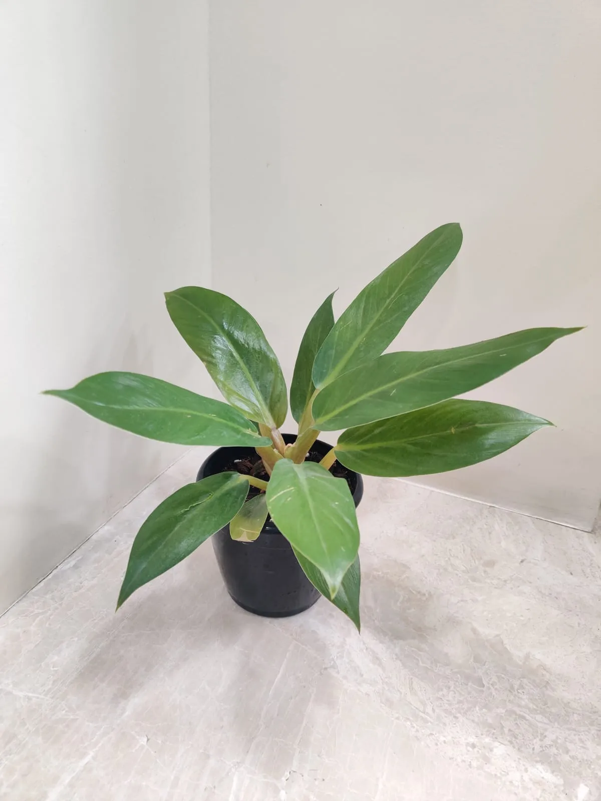 Philodendron Meloni Plant