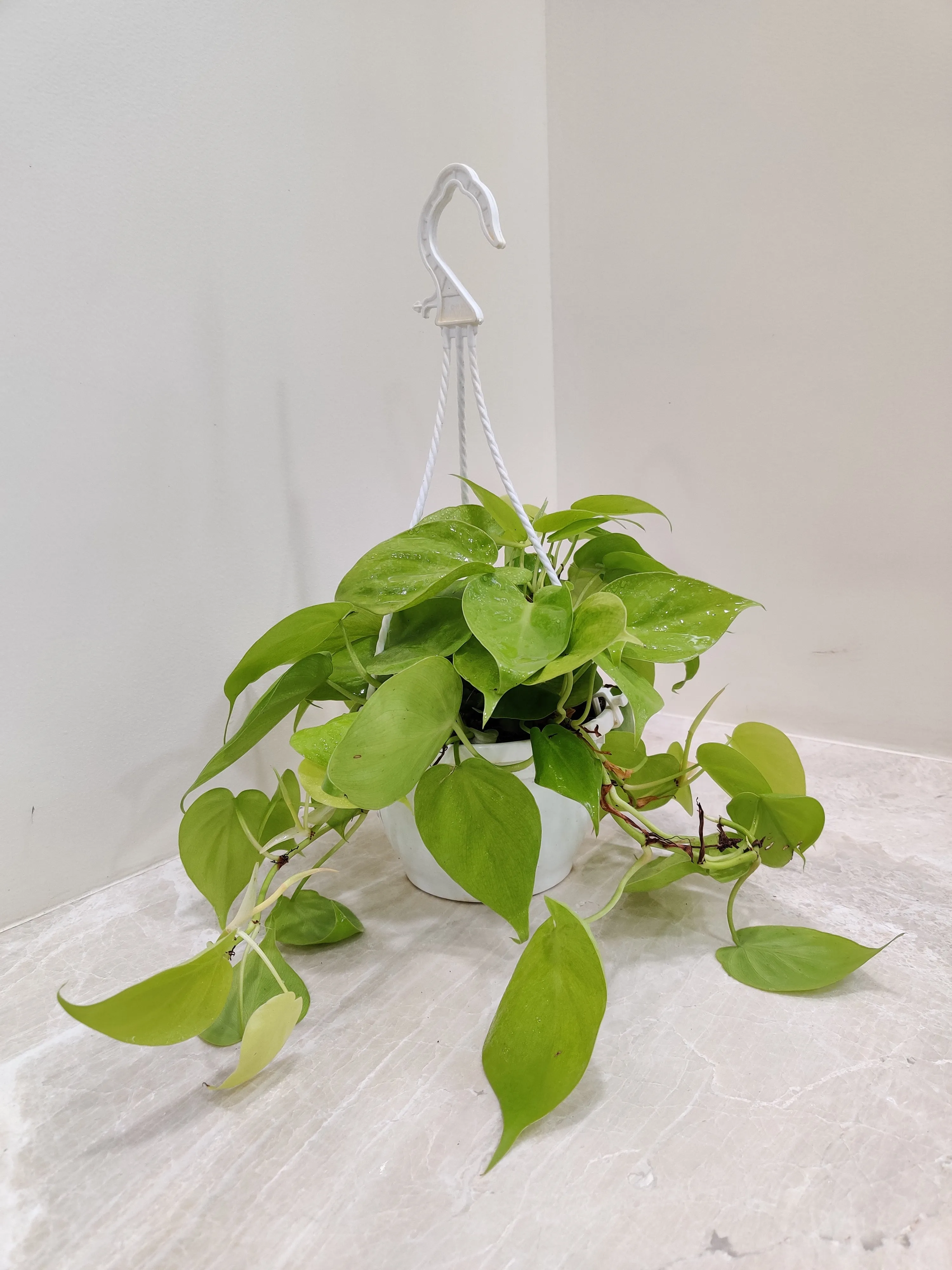 Philodendron Oxycardium Scandens Golden Hanging Plant