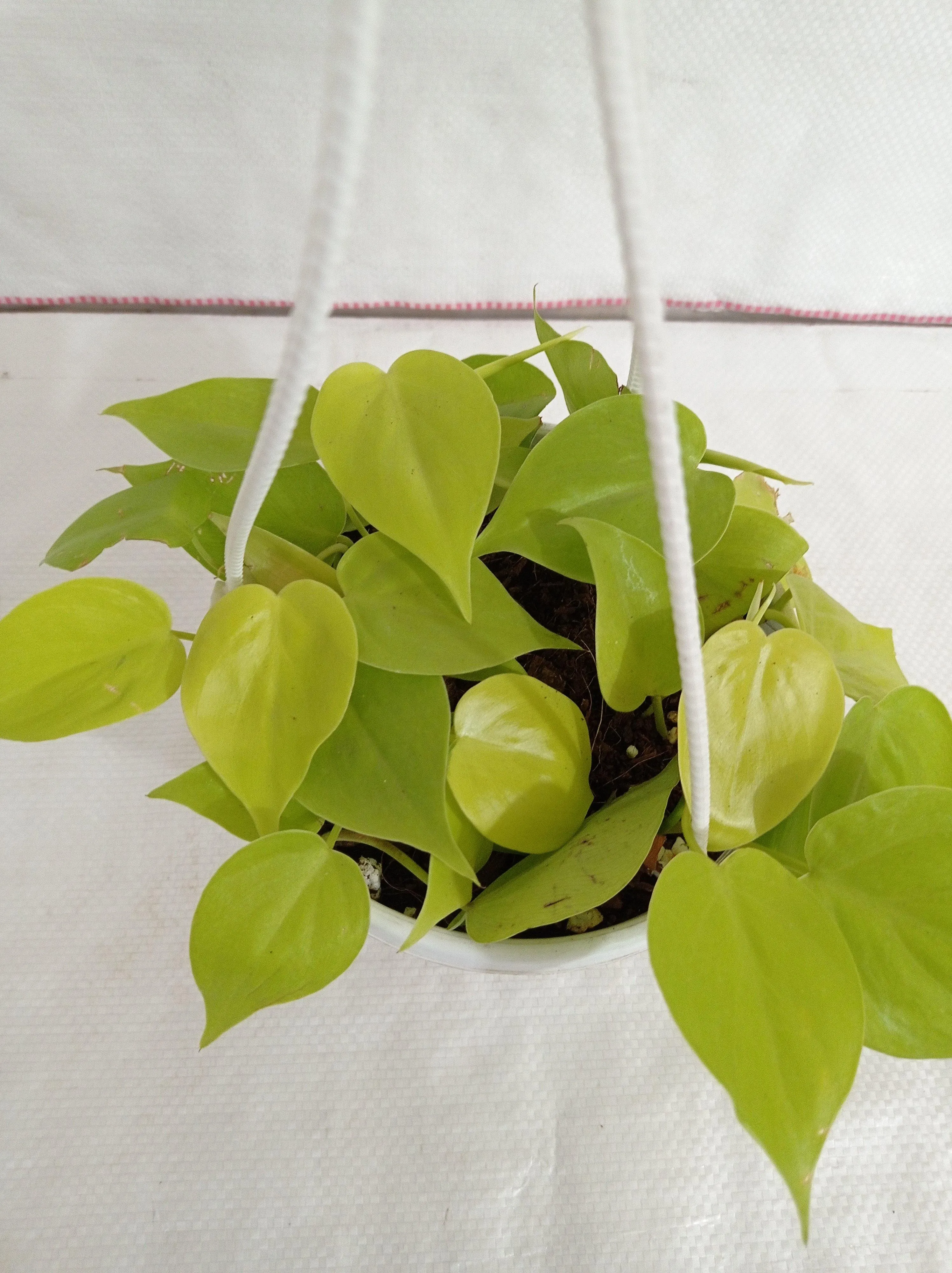 Philodendron Oxycardium Scandens Golden Hanging Plant