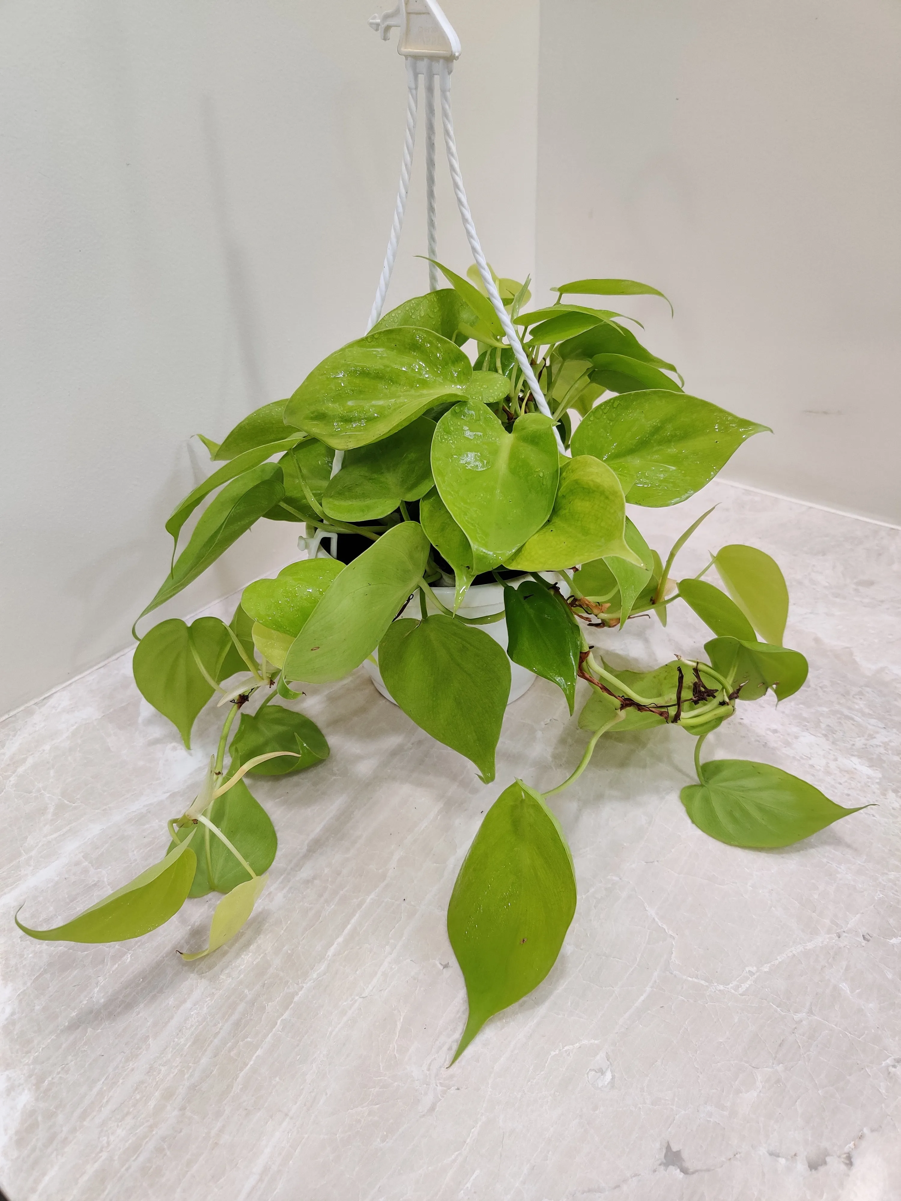 Philodendron Oxycardium Scandens Golden Hanging Plant