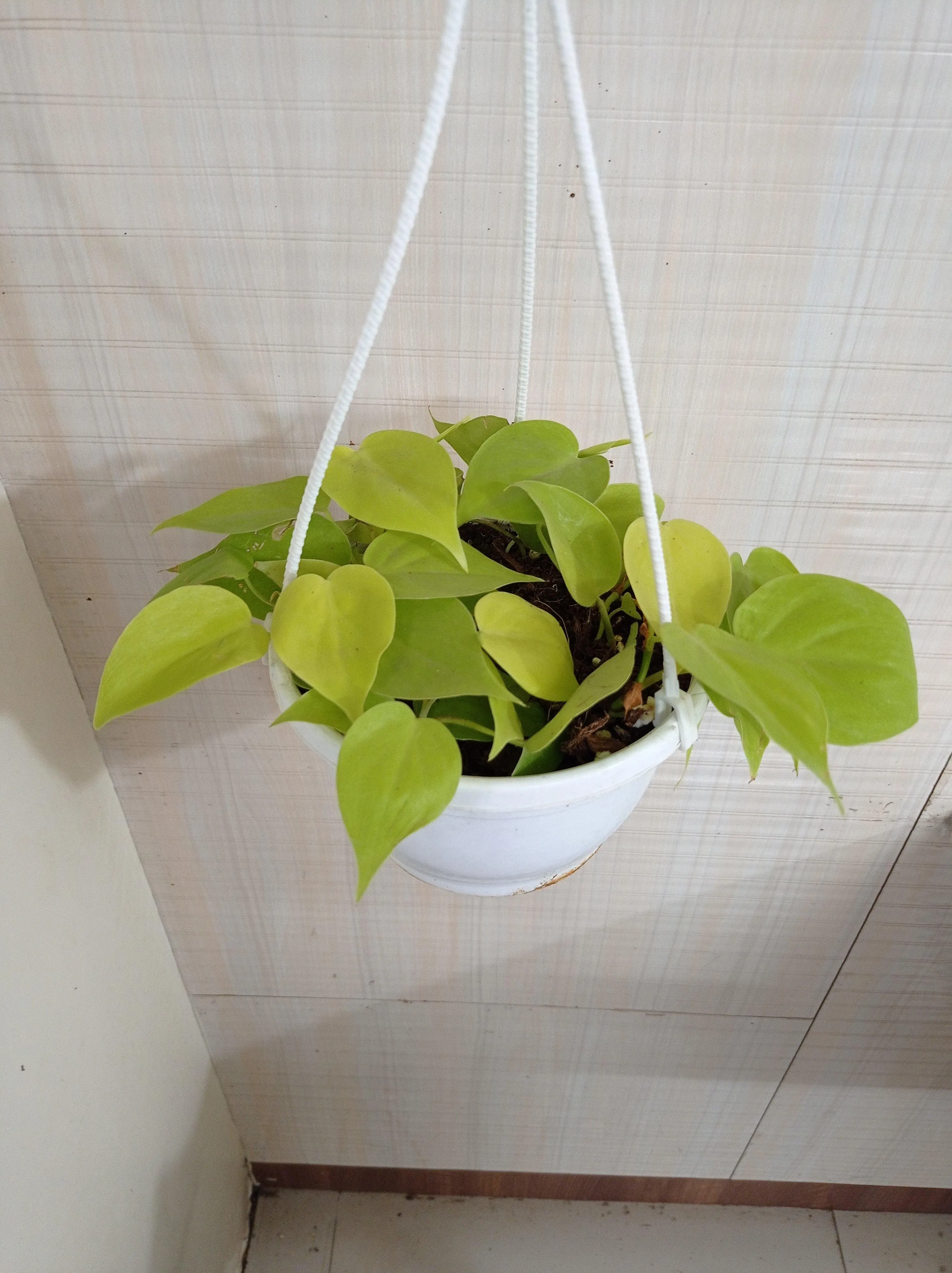 Philodendron Oxycardium Scandens Golden Hanging Plant