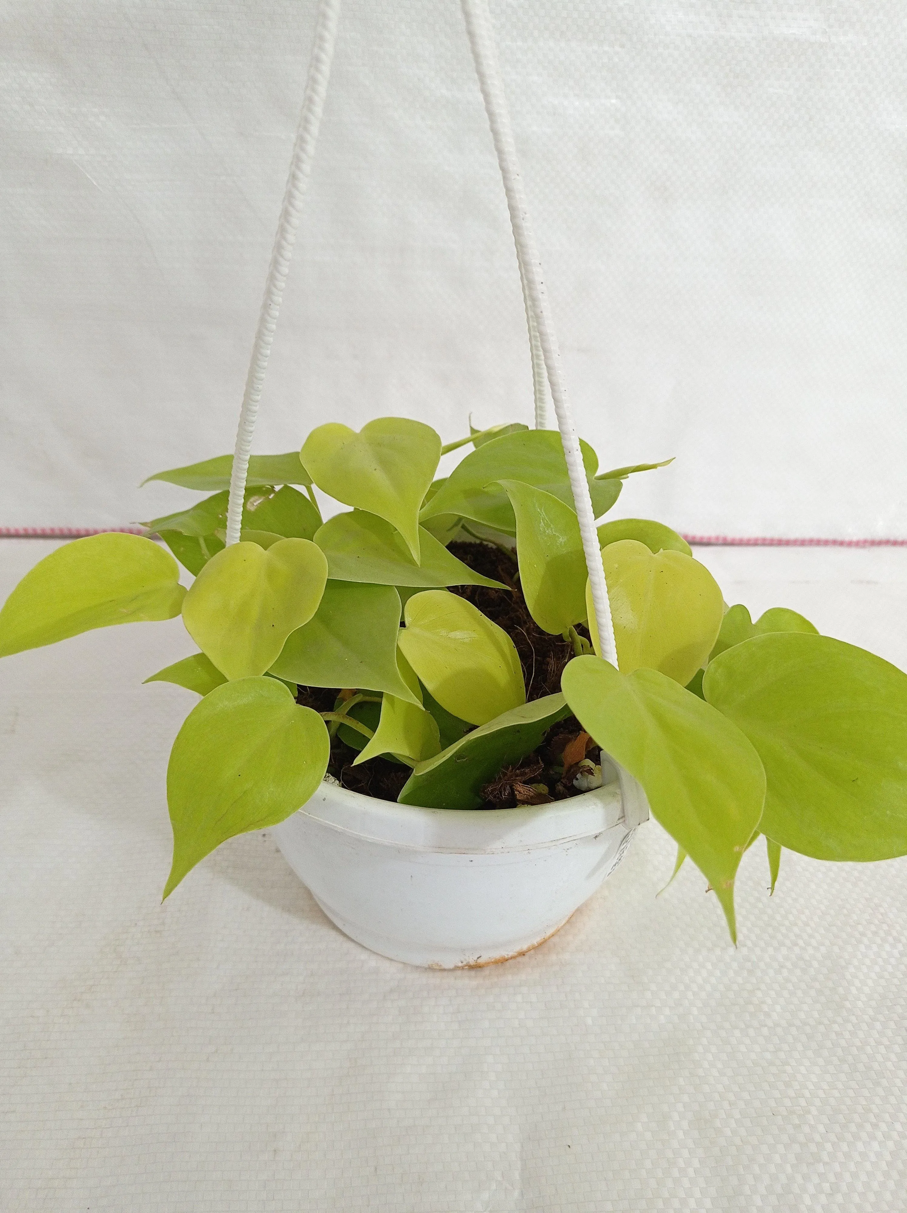 Philodendron Oxycardium Scandens Golden Hanging Plant