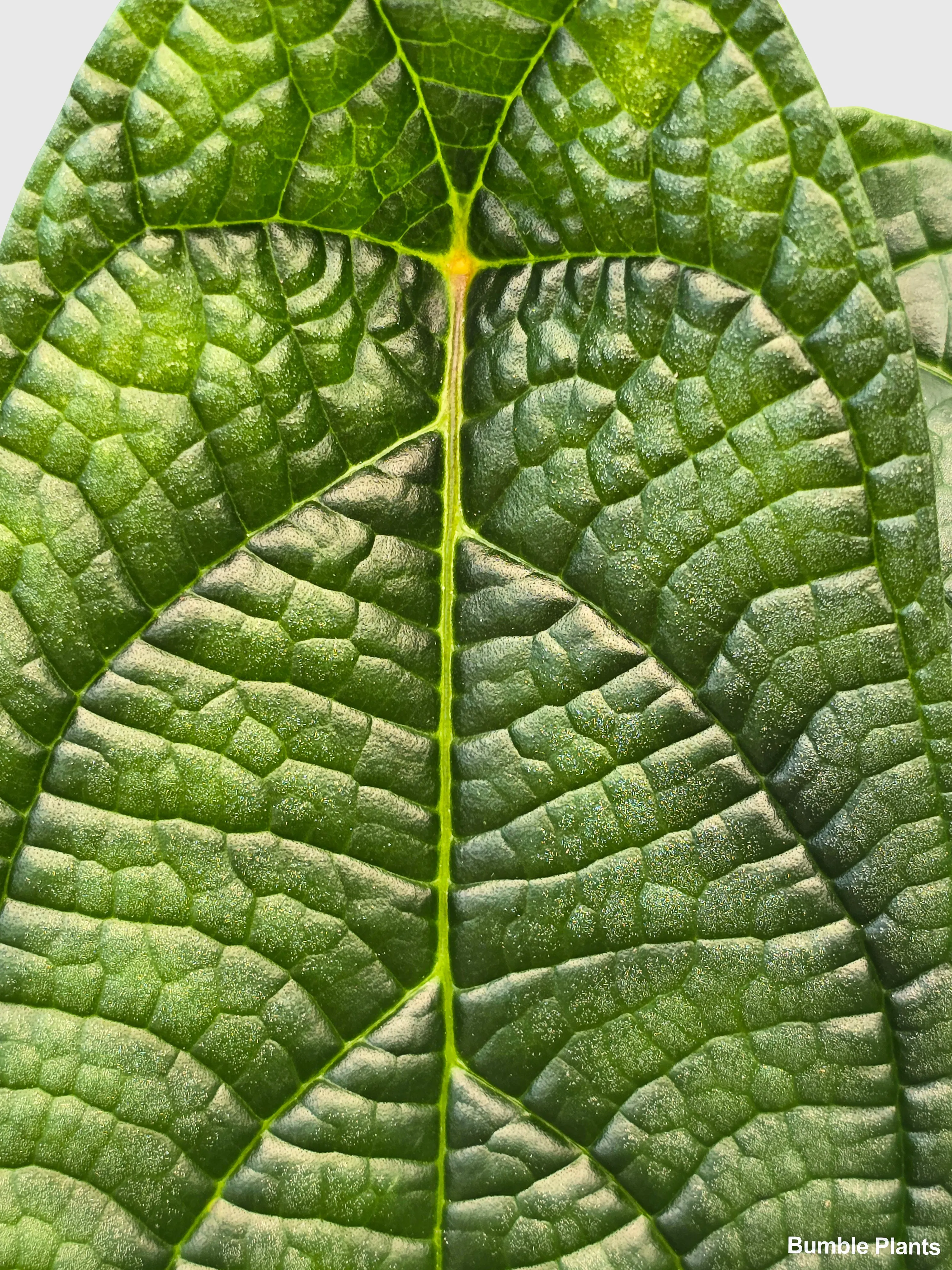 Piper Parmatum Panama