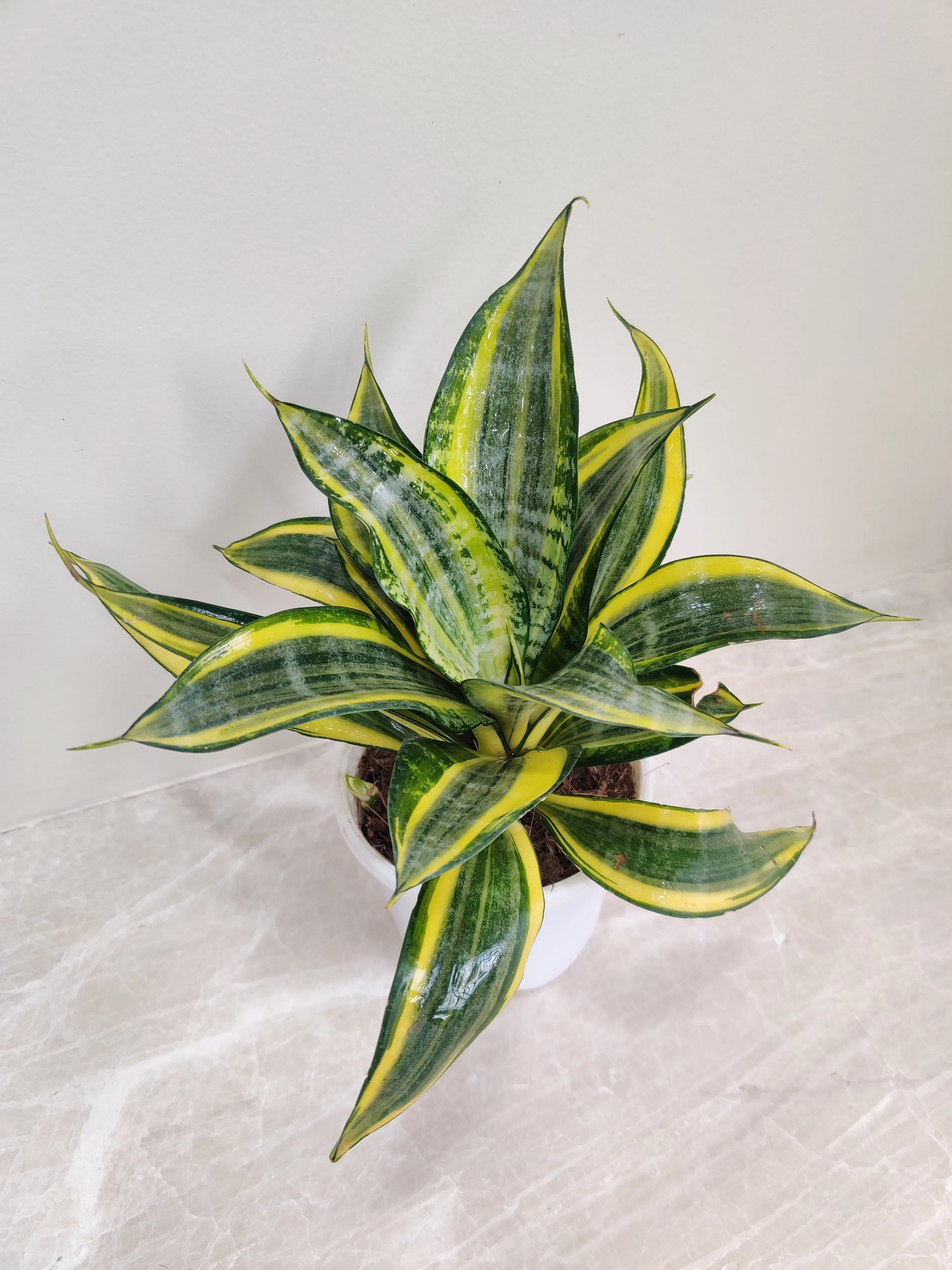 Sansevieria Crooked Plant