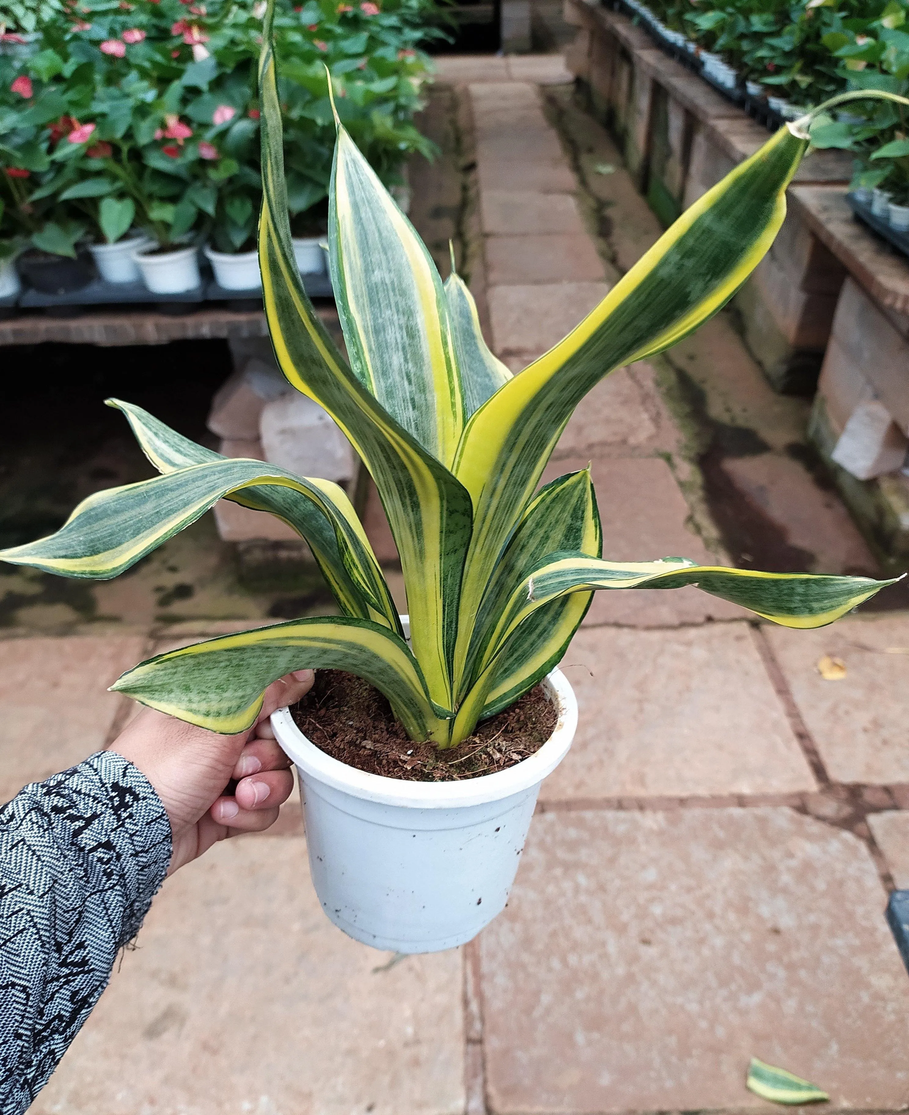 Sansevieria Crooked Plant