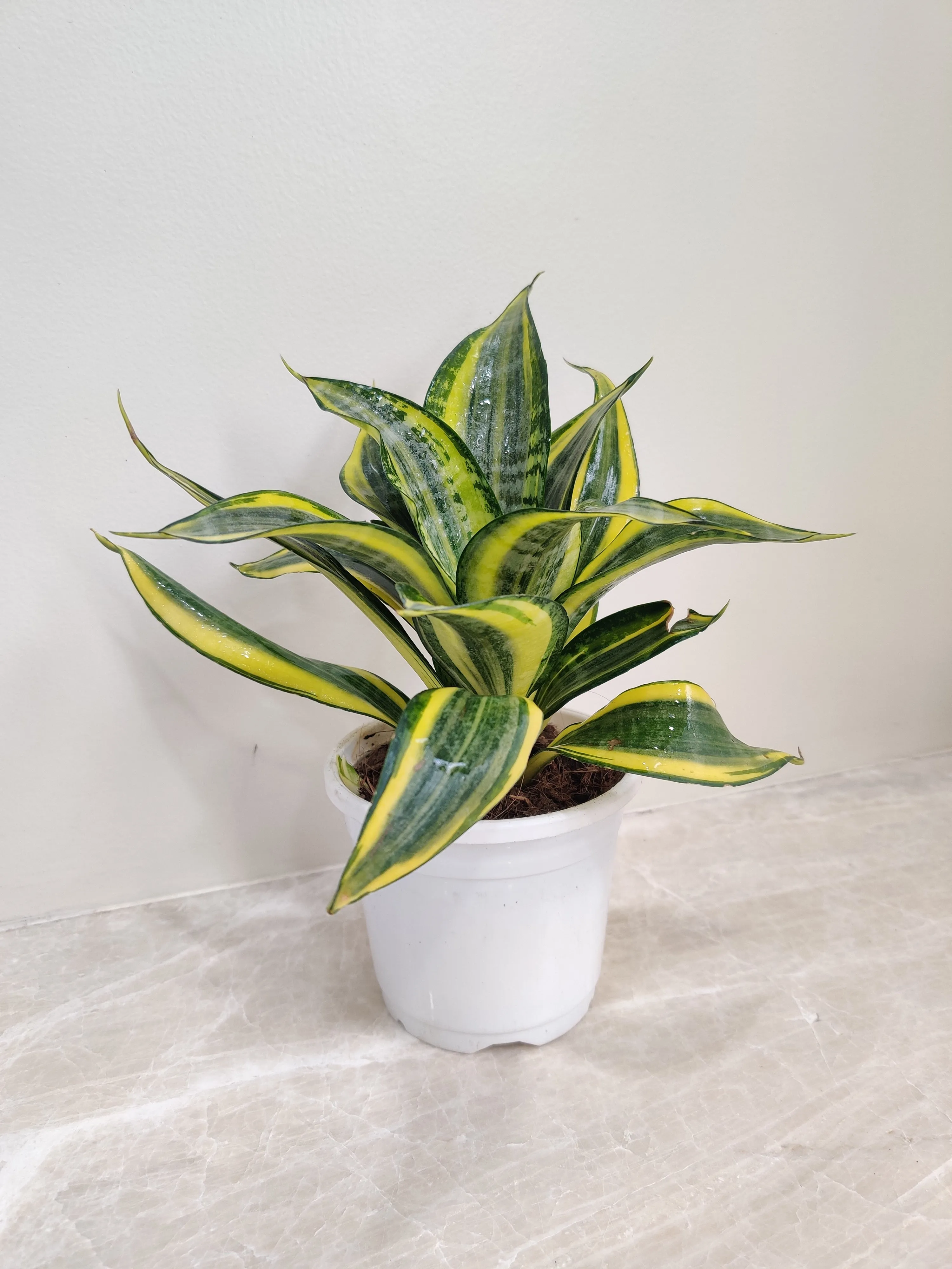 Sansevieria Crooked Plant