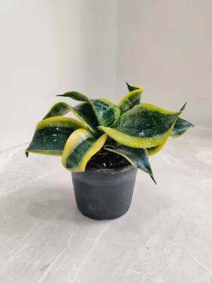 Sansevieria (Snake Plant) Tornado Plant