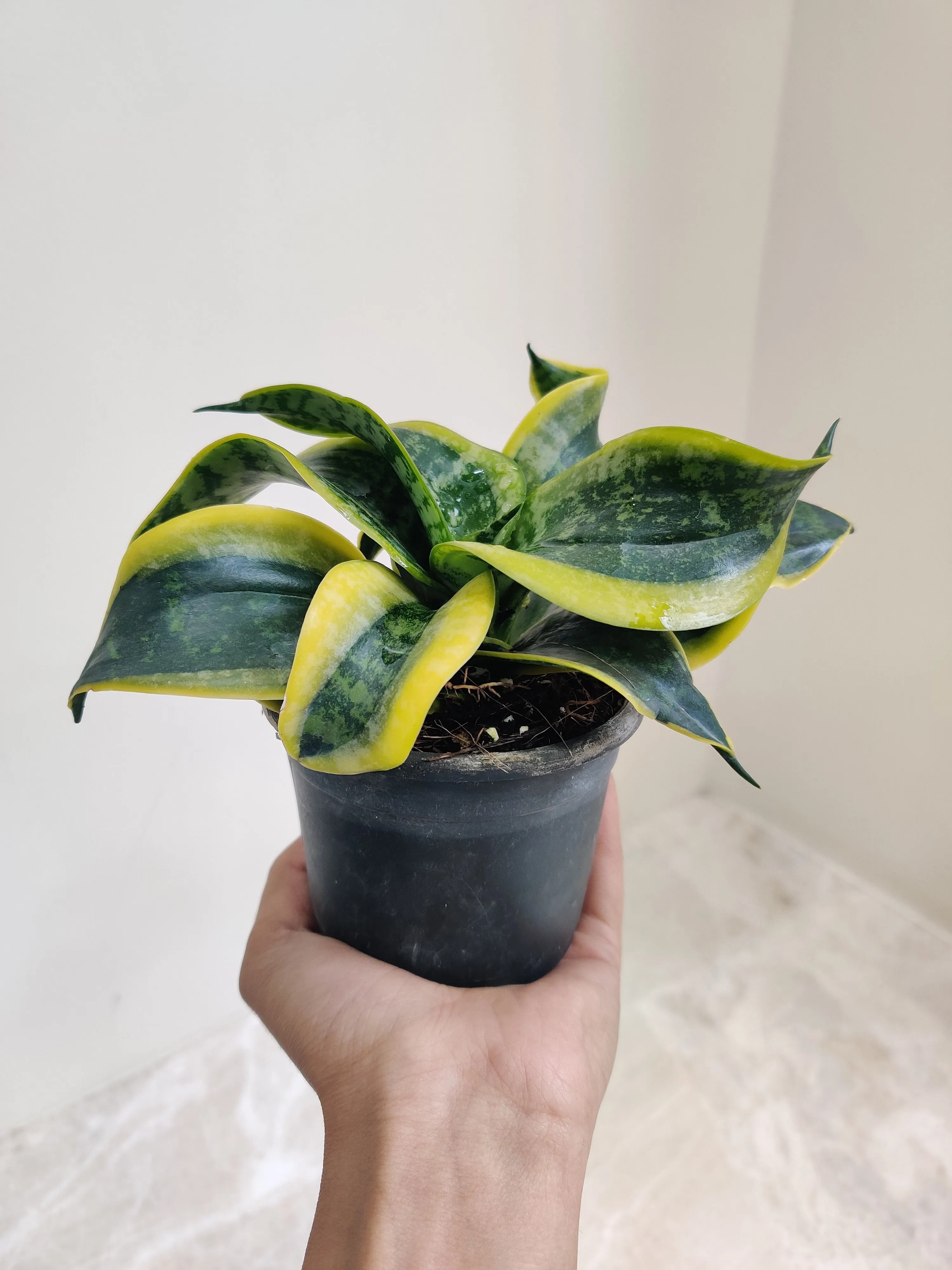 Sansevieria (Snake Plant) Tornado Plant