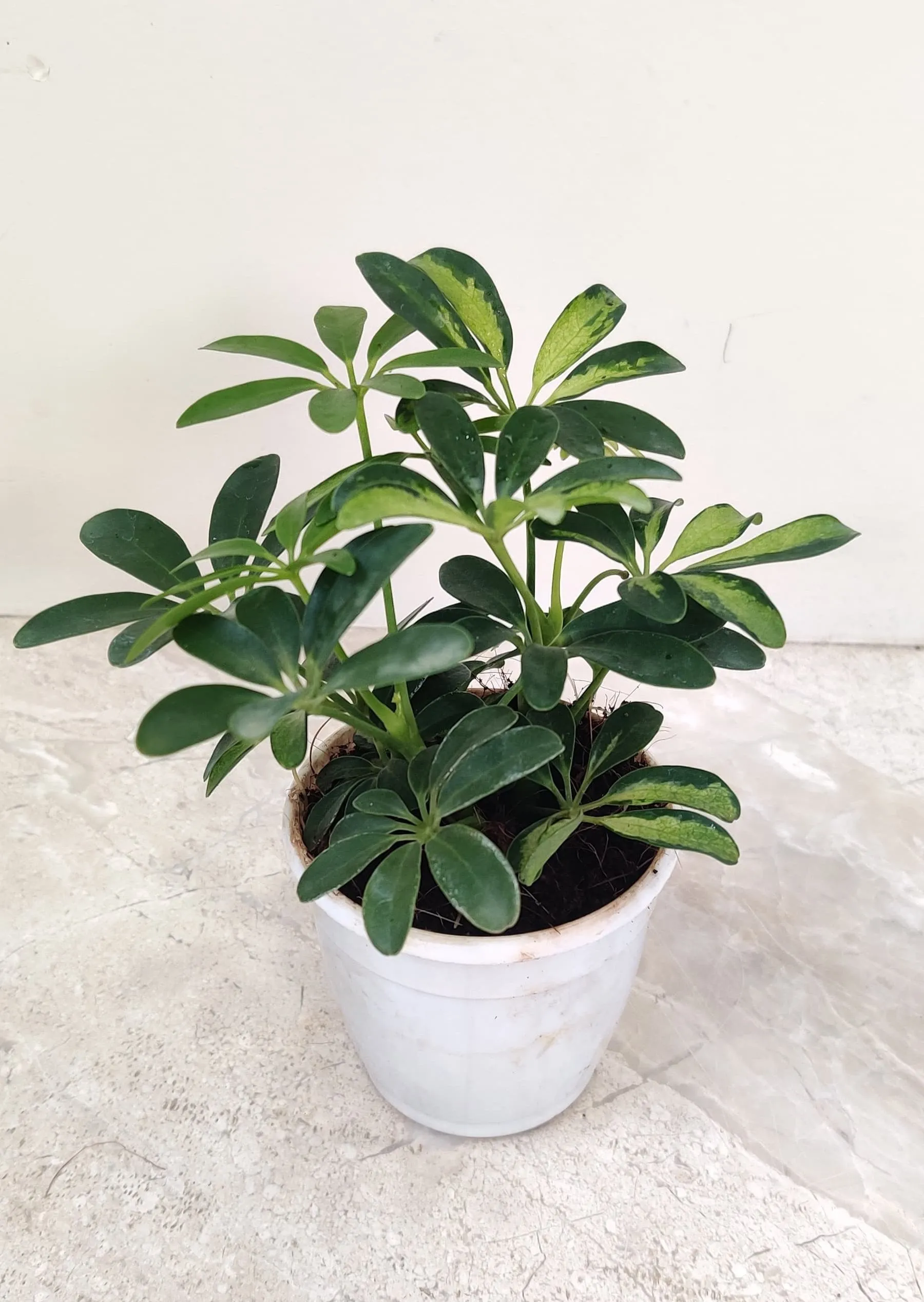 Schefflera Variegated  Plant