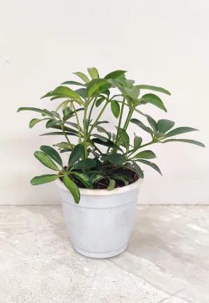 Schefflera Variegated  Plant