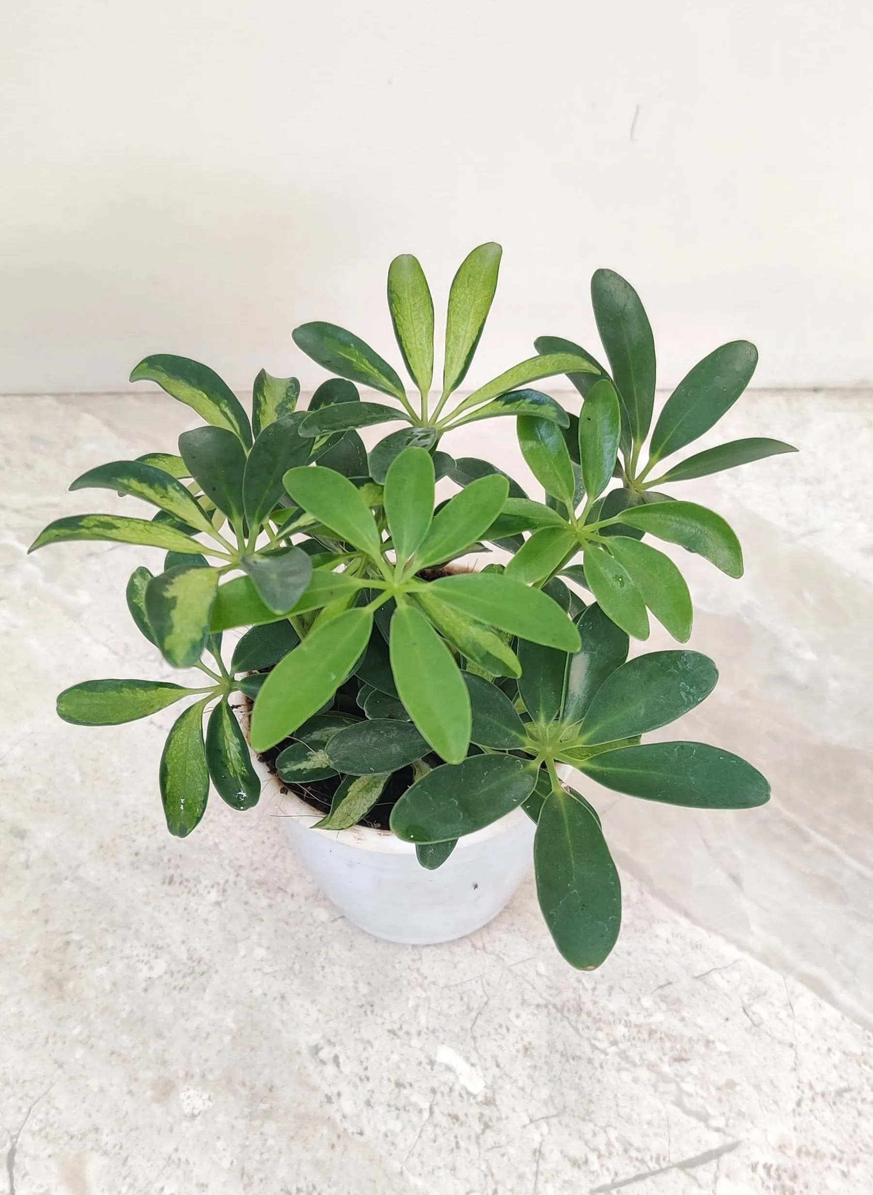 Schefflera Variegated  Plant