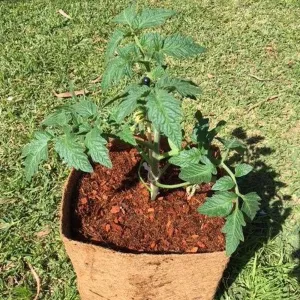 Square Coir Planter Grow Bag With Coir Fibre Block - Hort With Heart